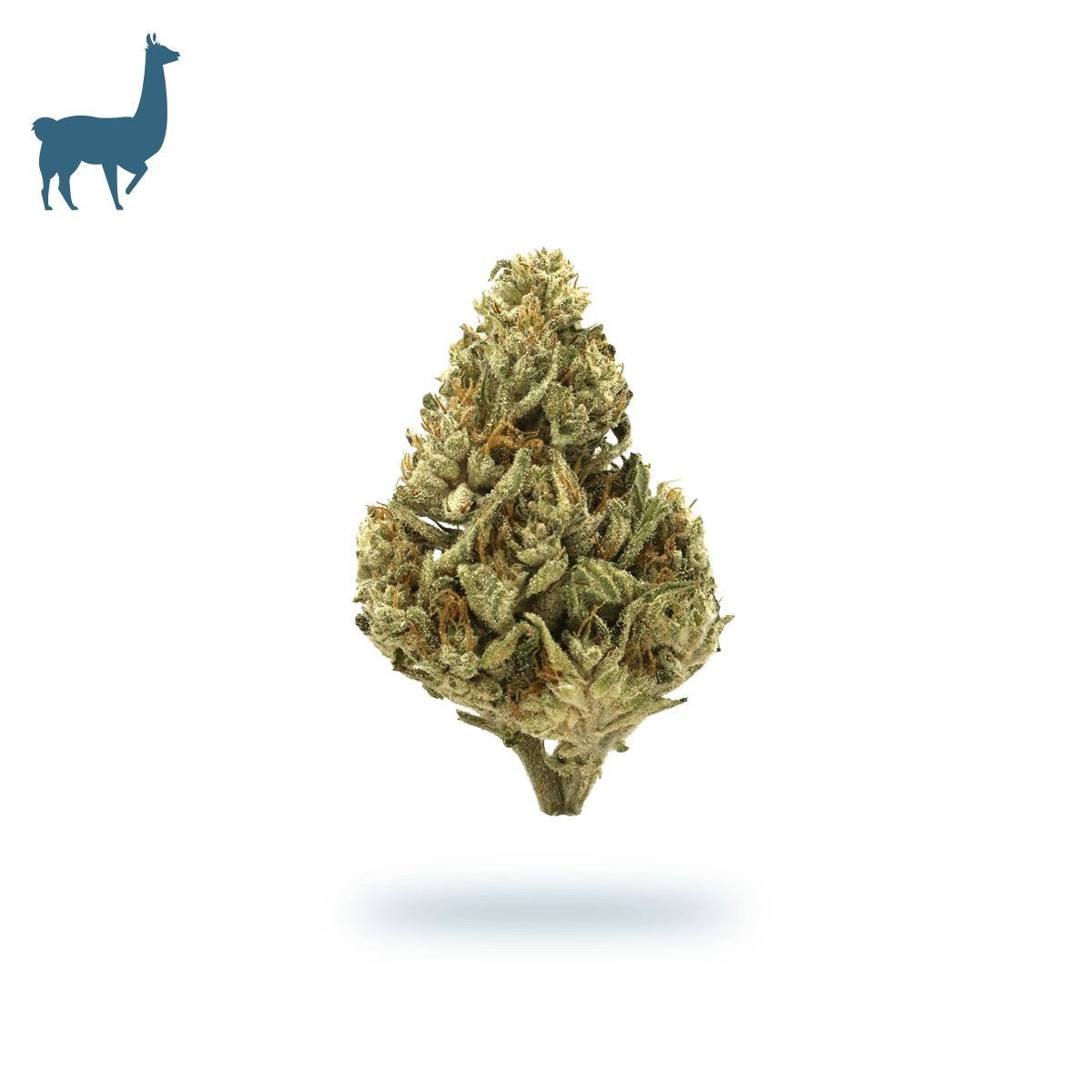 East Fork Cultivars 2:1 Candy Blossom