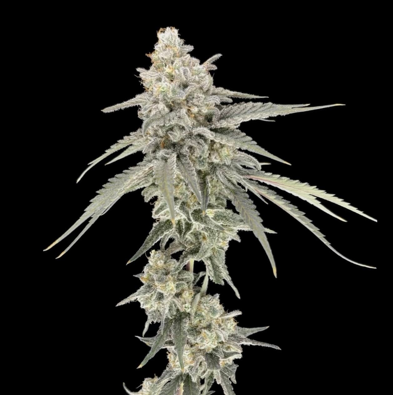 GREEN LIGHTNING Flower
