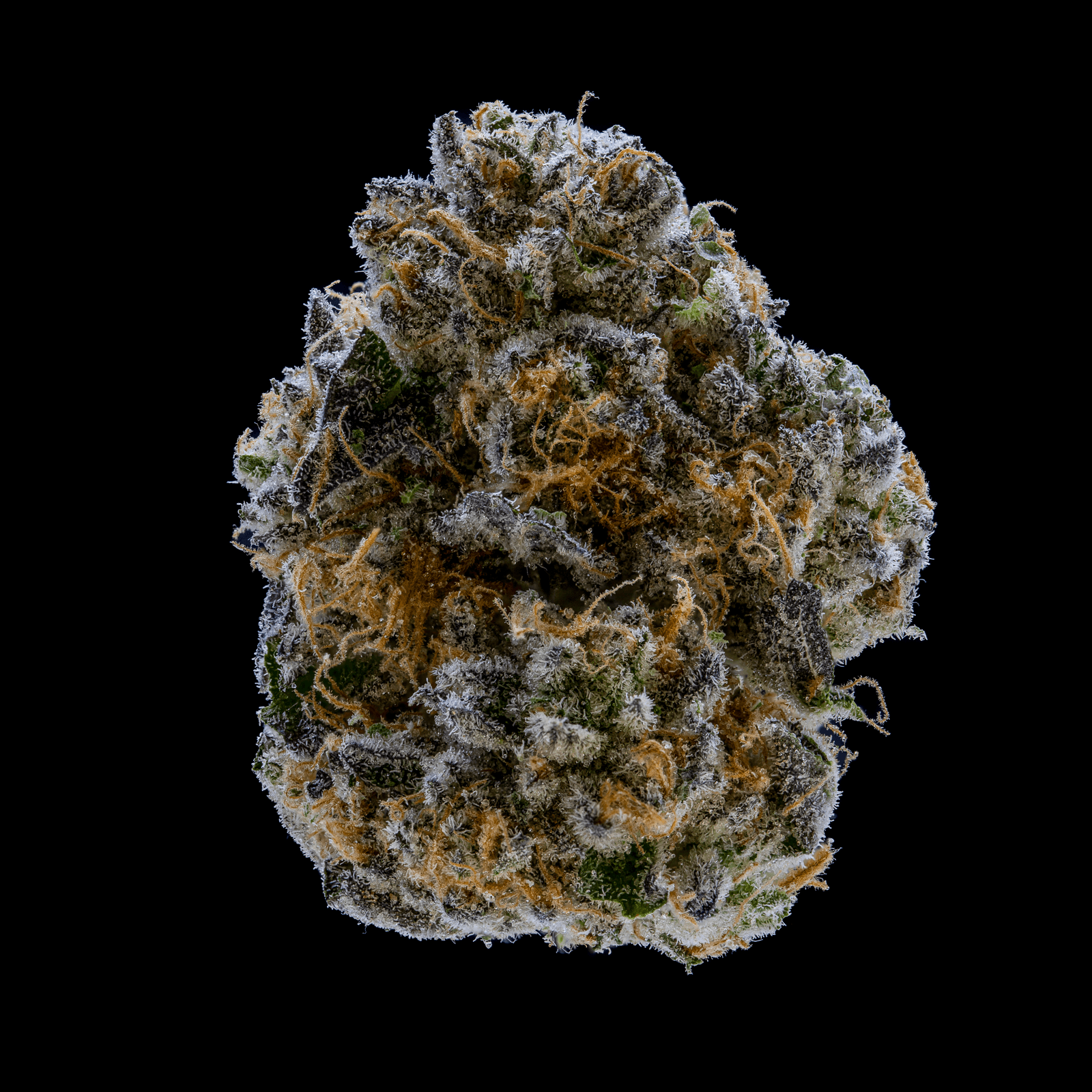NoBo Cannabis Oishii - Small Buds