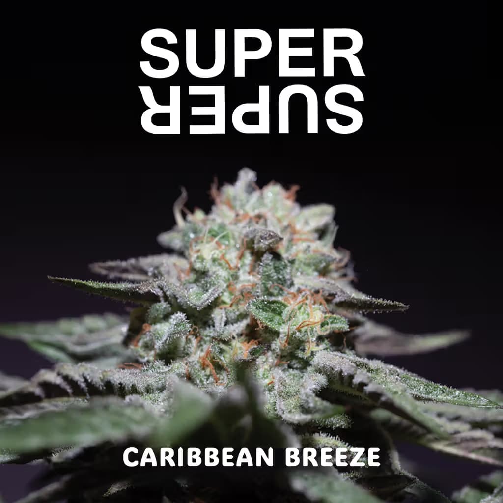 SUPERSUPER