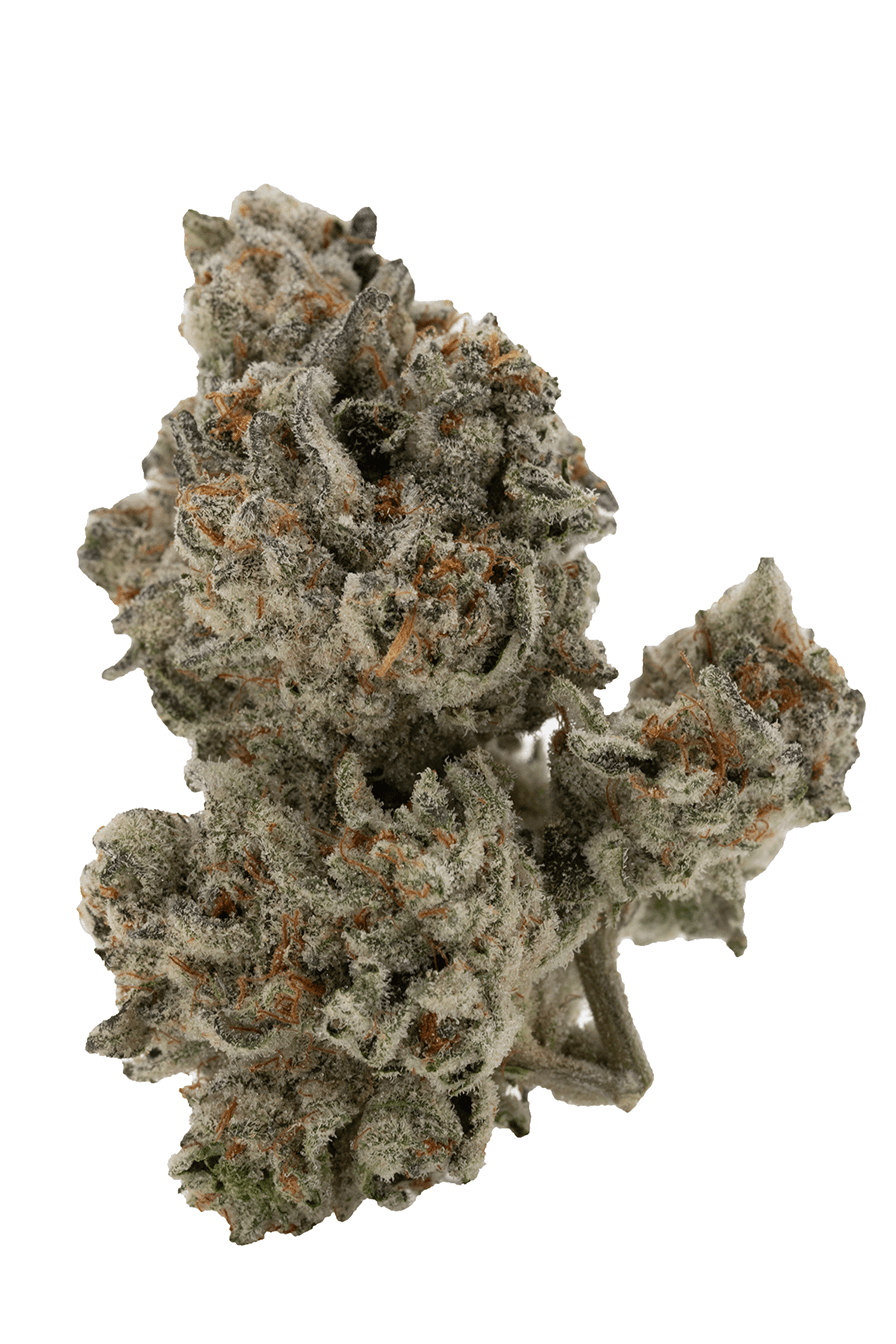 Absolem's Garden Juicee Jay Hybrid
