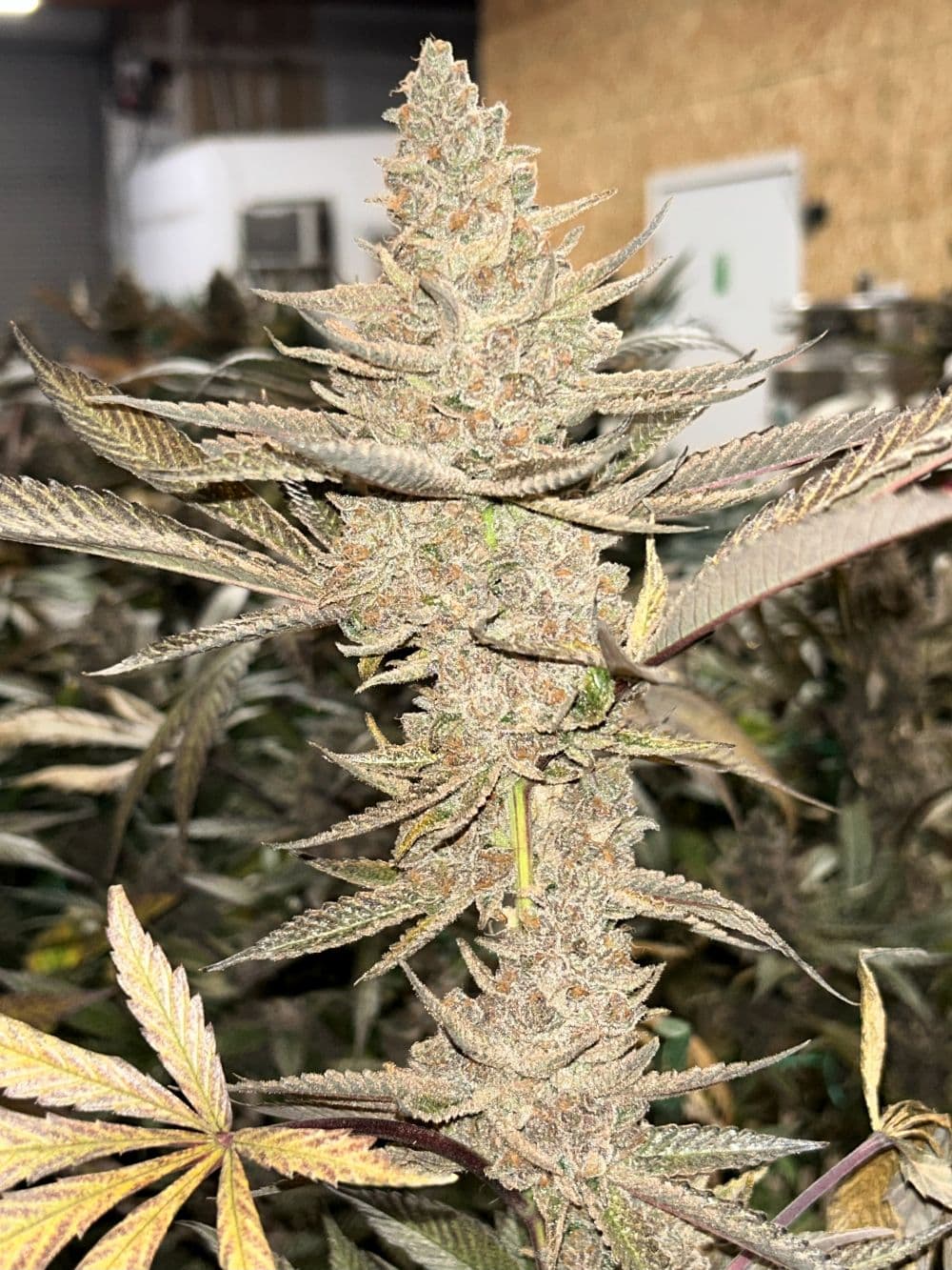 OG OG Gardens - Sour Bubble (24.81%) - 1g