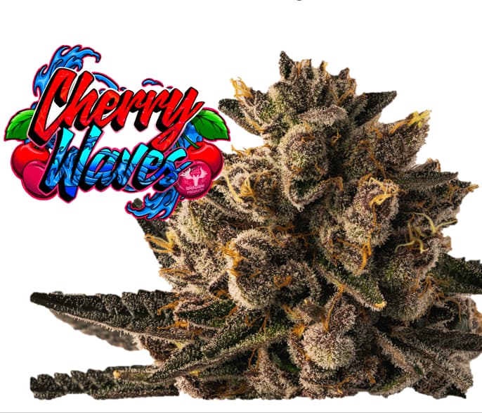 Lazy River Products Cherry Waves | Flower | 28g