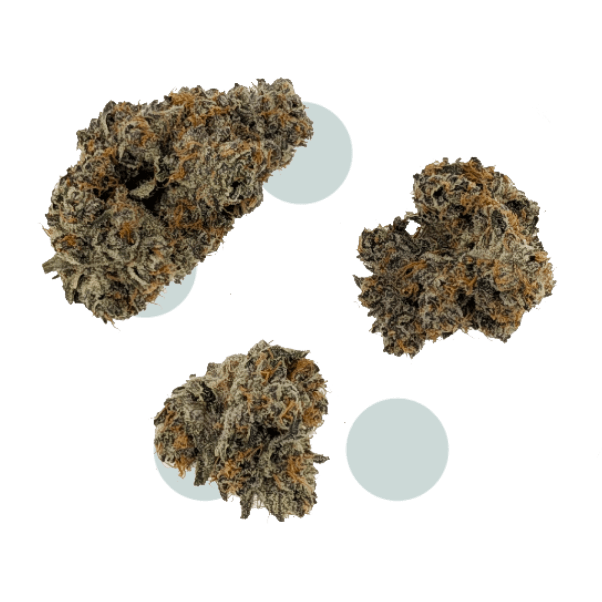 Choice Terps Animal Tsunami