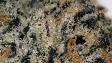 Loud Smoke Sunset Sherbet - LS