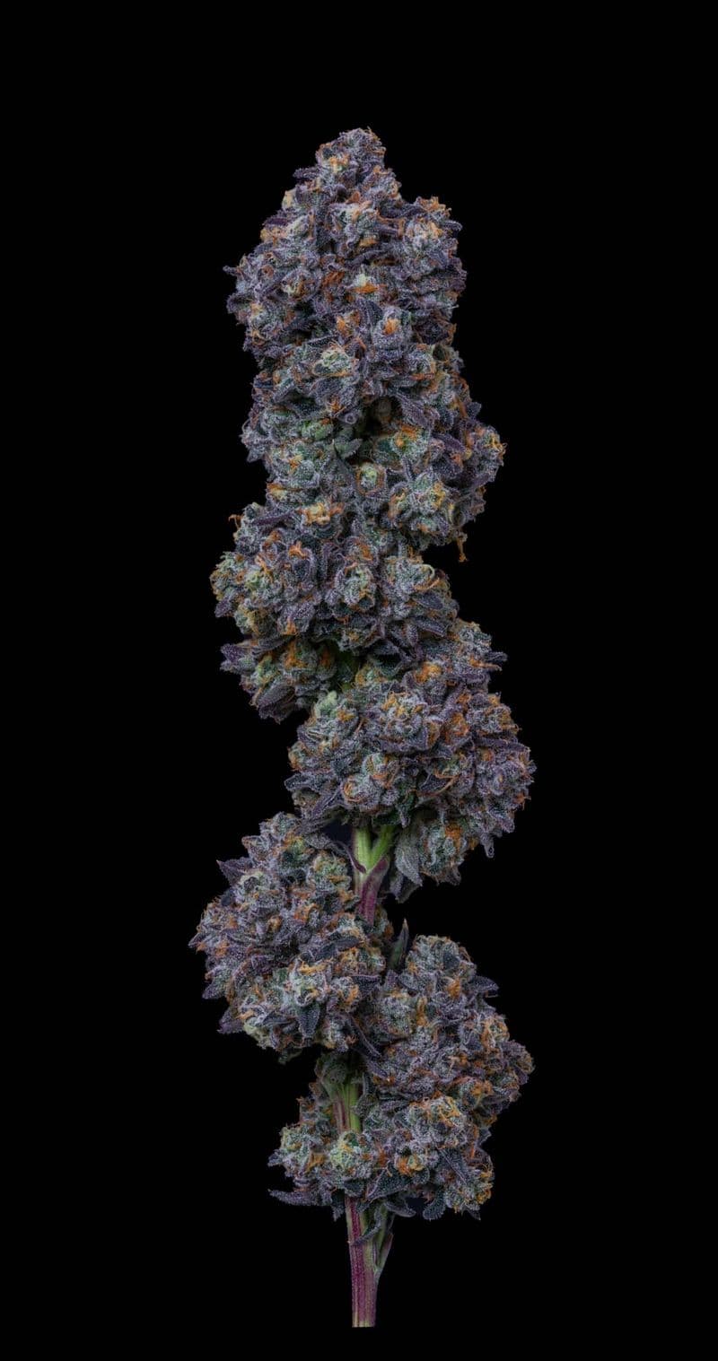 AltSol ALT | 3.5G | Permanent Marker