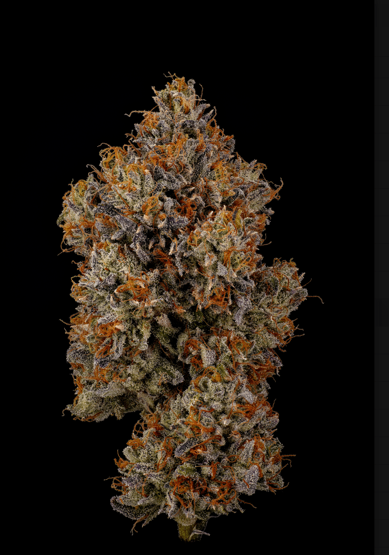 Hi-Fuel Bud- Lizard Cream I
