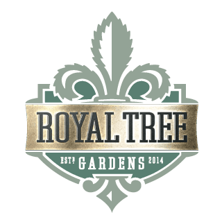 Royal Tree Gardens Flower - Royal Tree - Cheetah Piss - Hybrid