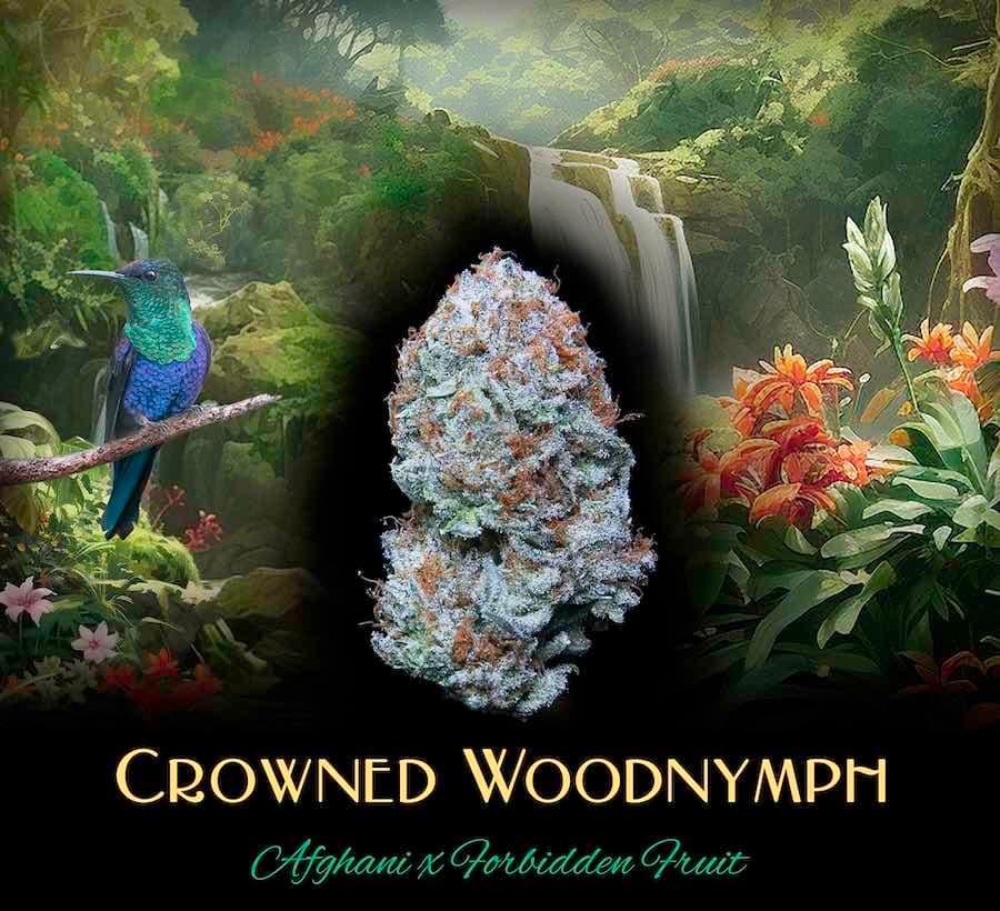 Deaux Deaux - Crowned Woodnymph - Flower - 1g
