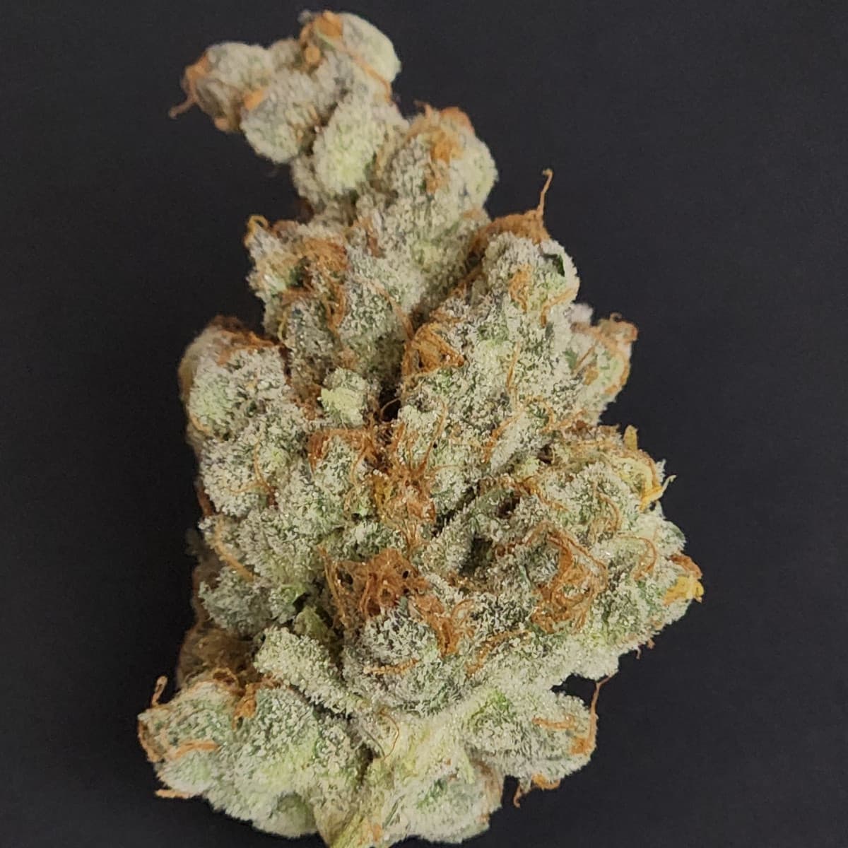 Subterra Cannabis Subterra - GMO Rootbeer - Flower 8th