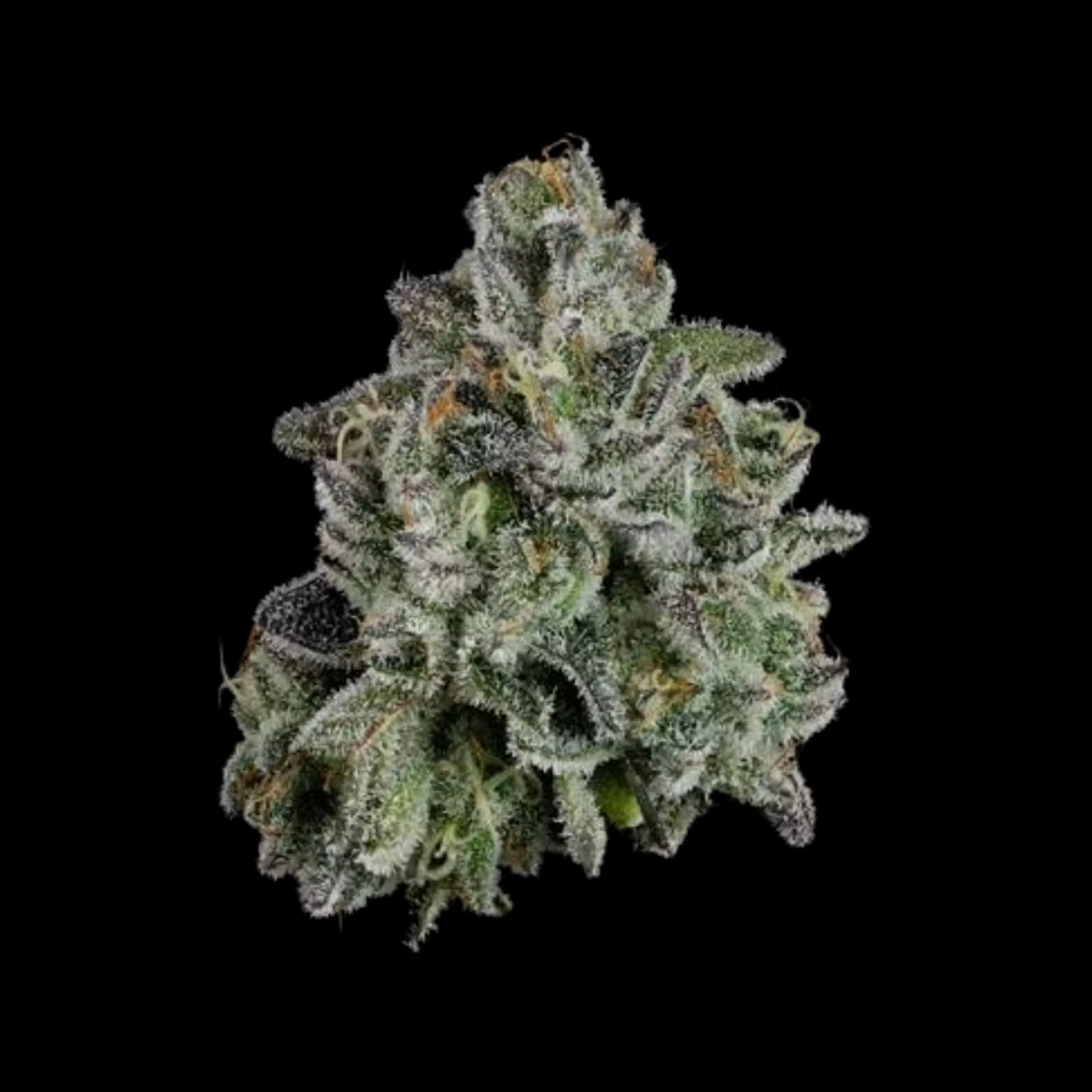 Brown Bag Angry Agave | 3.5g