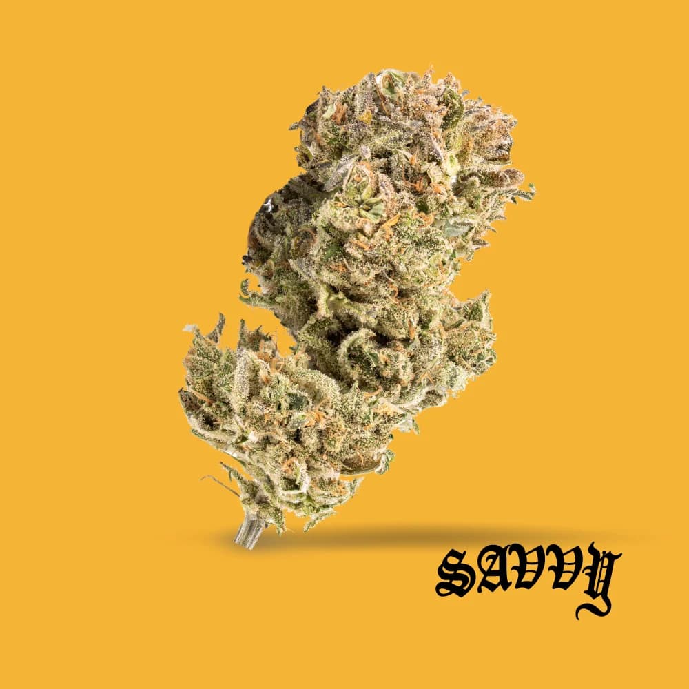 Savvy Savvy - B52 Bomber (S) Flower  C0020027606