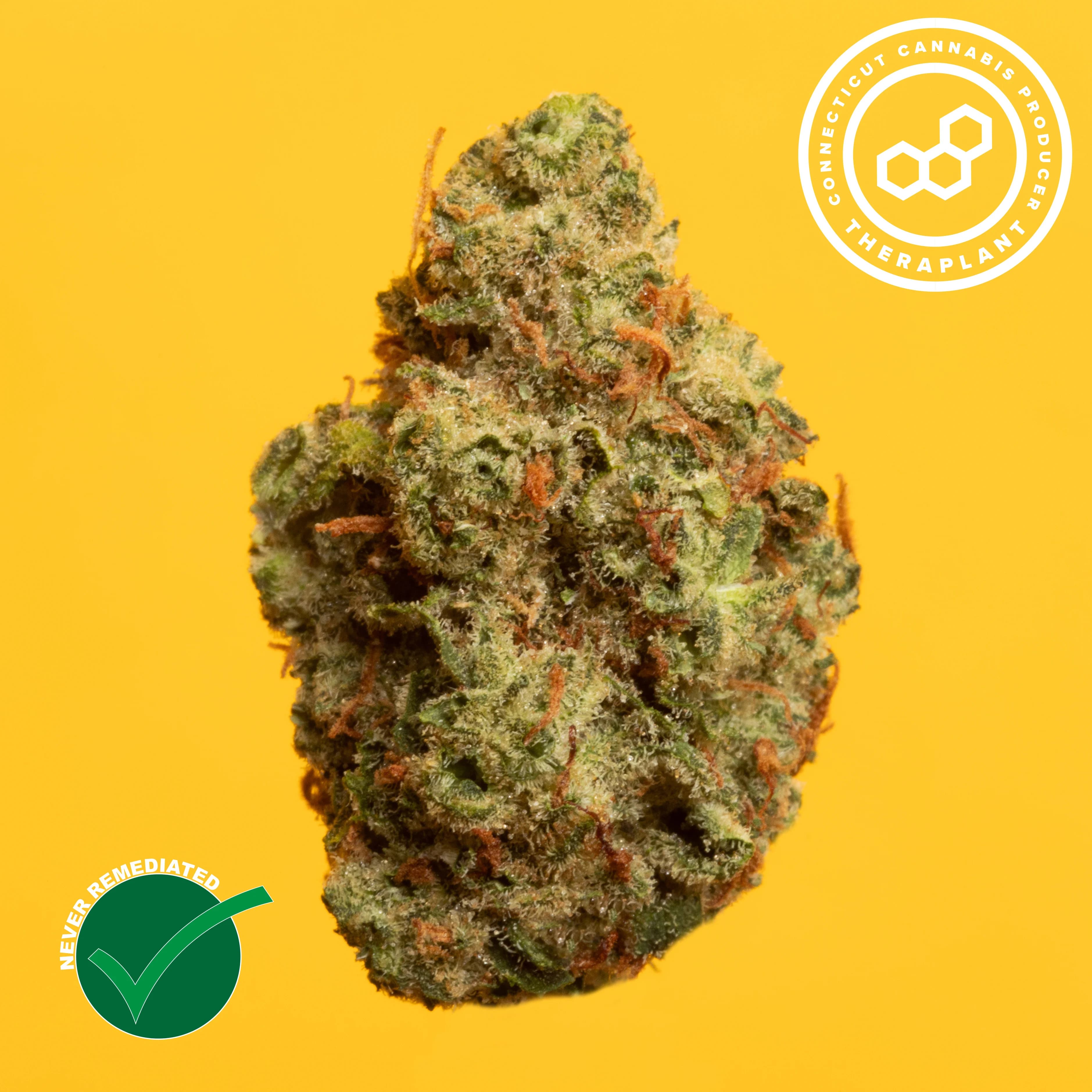 Theraplant Theraplant - Grand Pappy's Chillemon (S) Flower  C0040002150