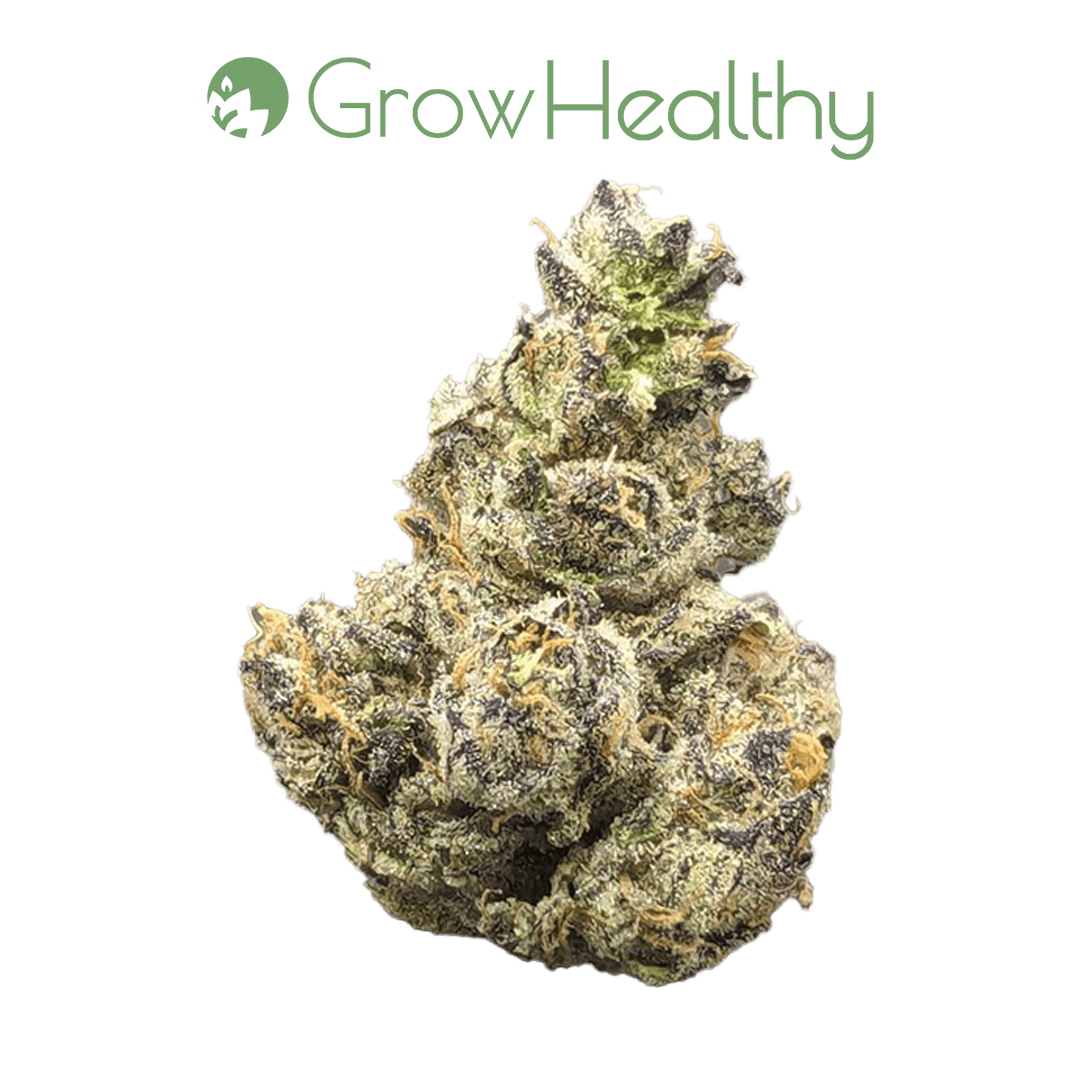 GrowHealthy Gruntz Flower