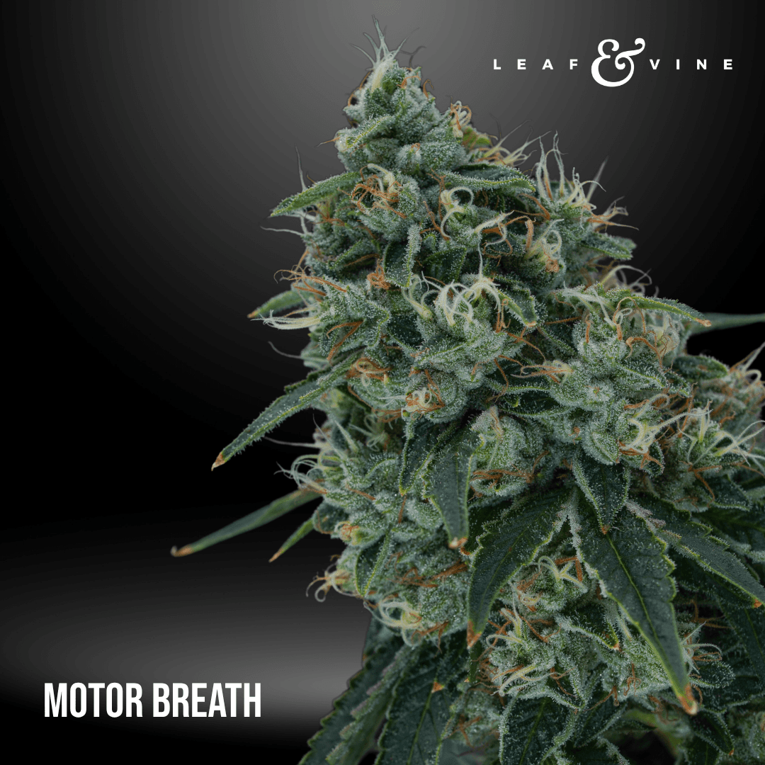 Leaf & Vine Motor Breath 3.5g Pouch