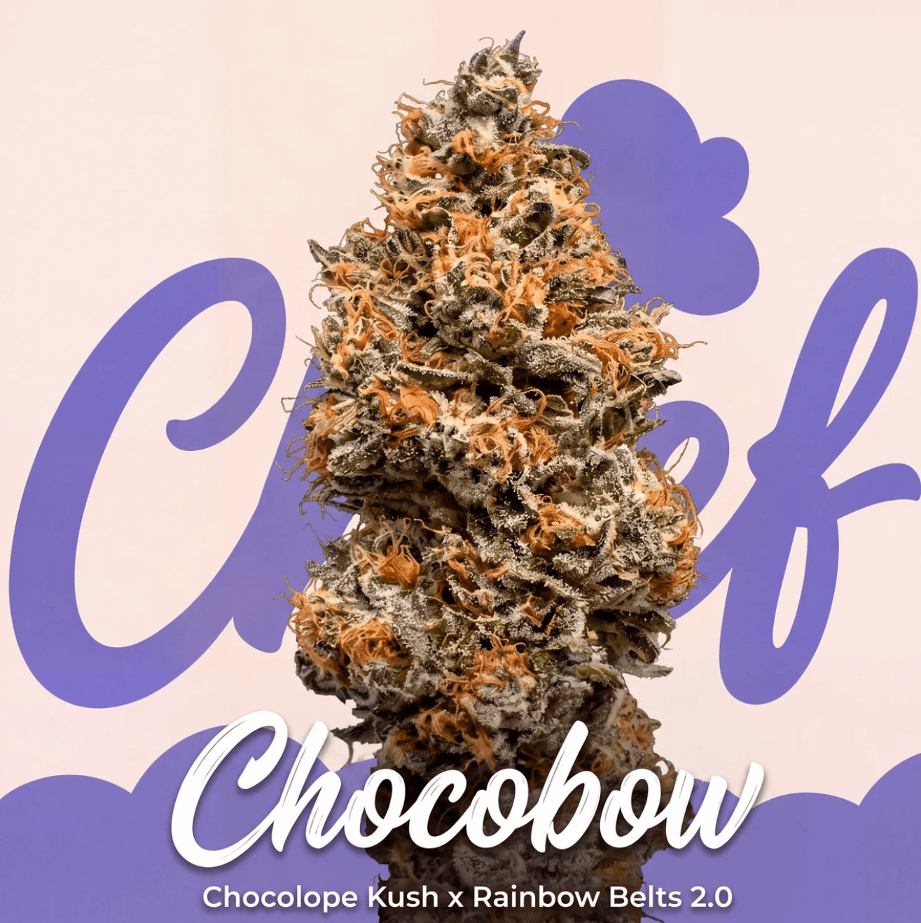 Choof Chocobow