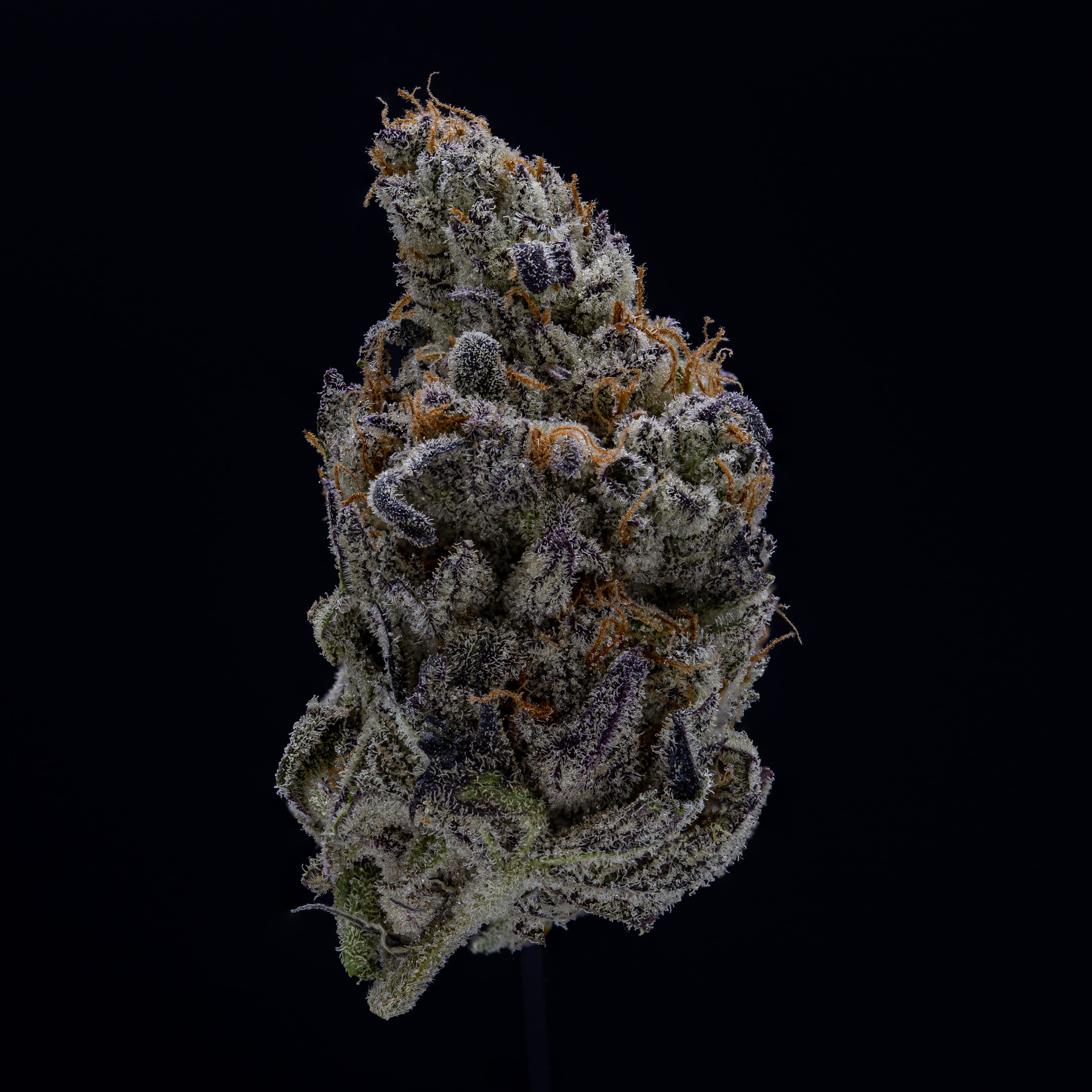 NoBo Cannabis Devil Driver - Small Buds