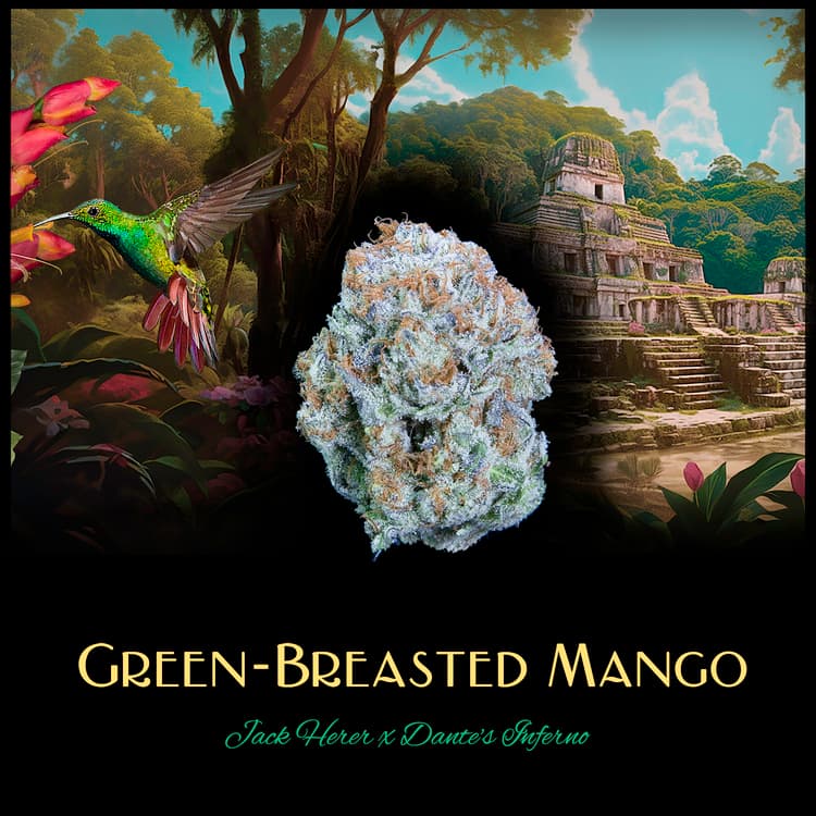 Deaux Green-Breasted Mango