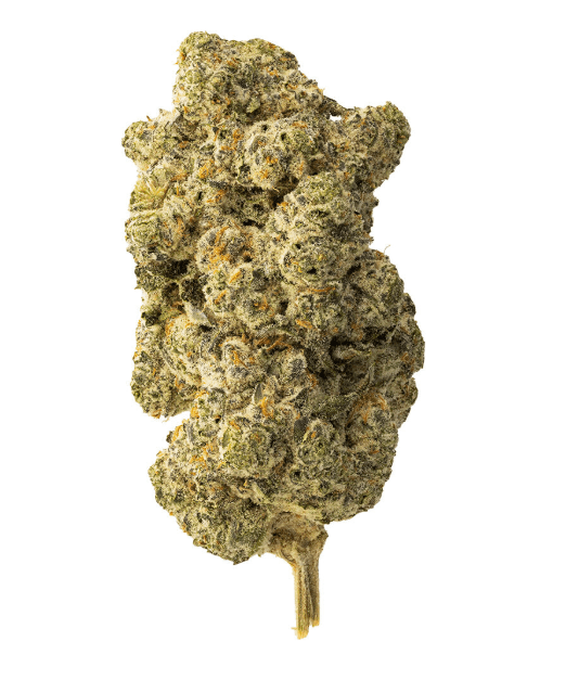 The Loud Plug The Loud Plug Lemon Gelato