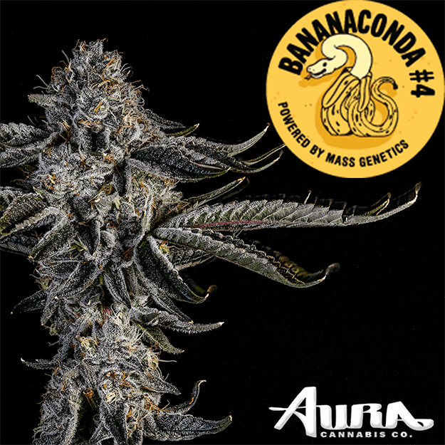 Aura Aura Cannabis - Bananaconda #4 - Flower - 3.5g