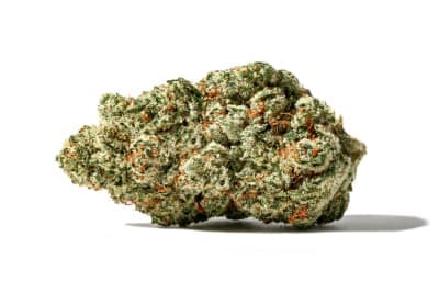 Fraser Valley Weed Co. D. Burger