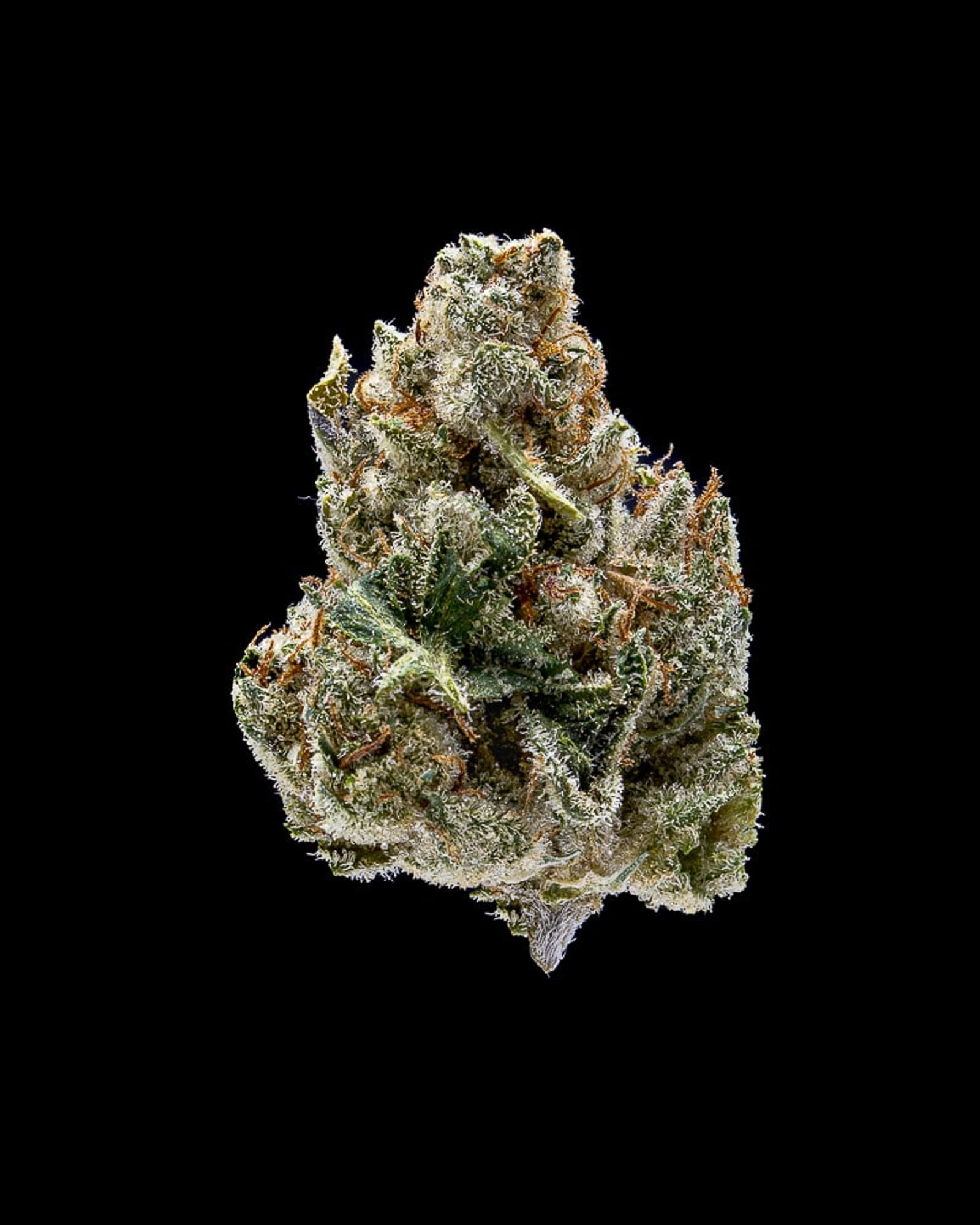 Jar Co. Motorbreath