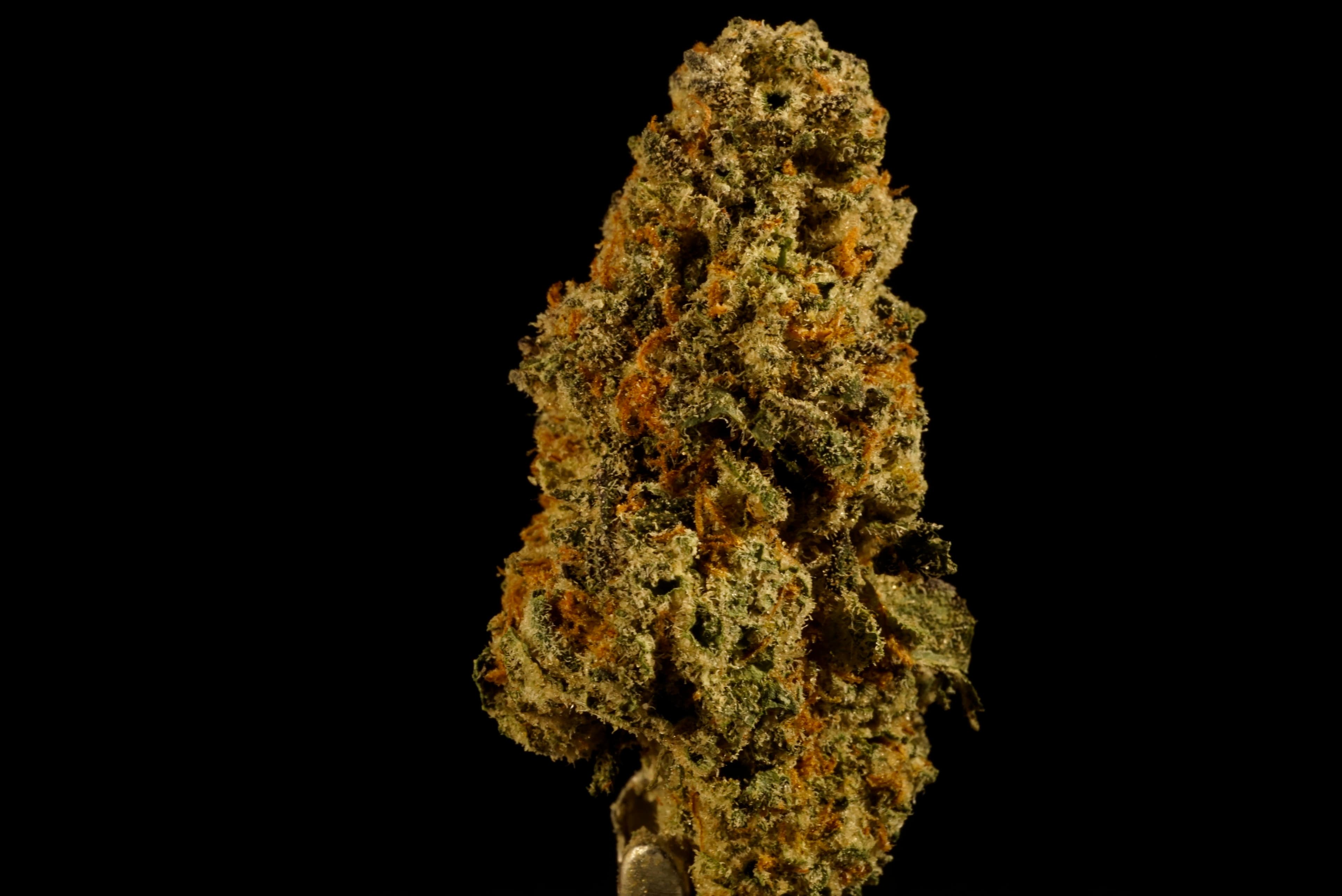 Prohibition Herb
