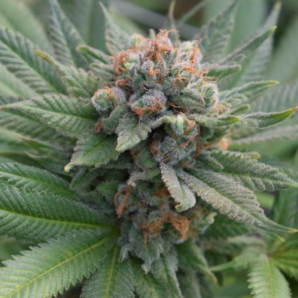 Maui Grown GuavaZkittlez