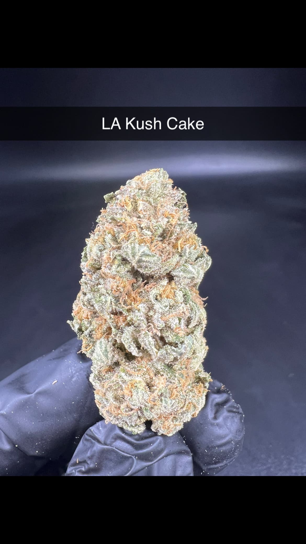 Buzz Genetics
