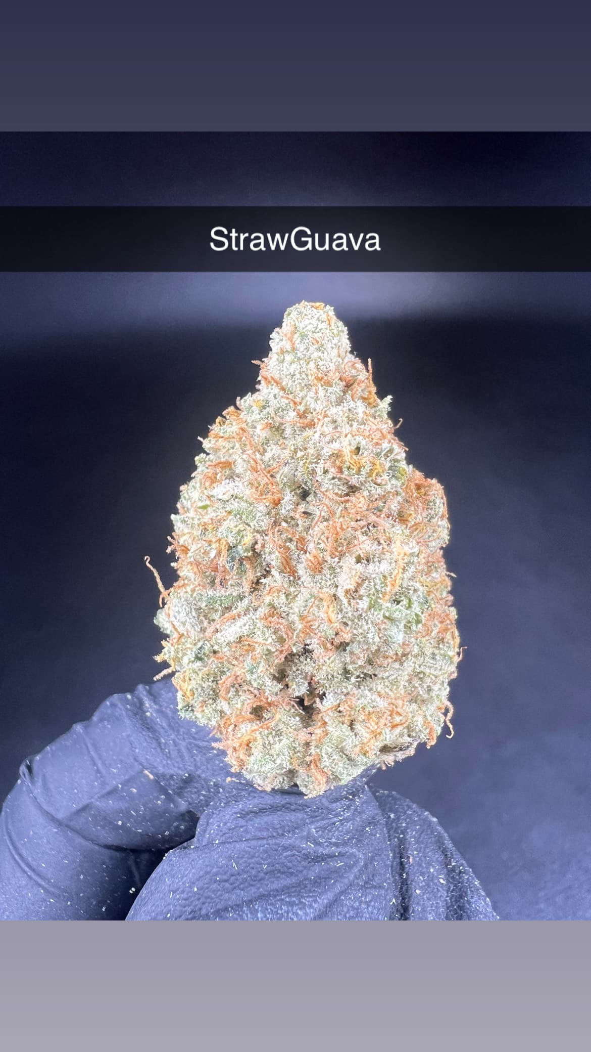 Big Horn Buds Strawberry Guava - Flower - Hybrid