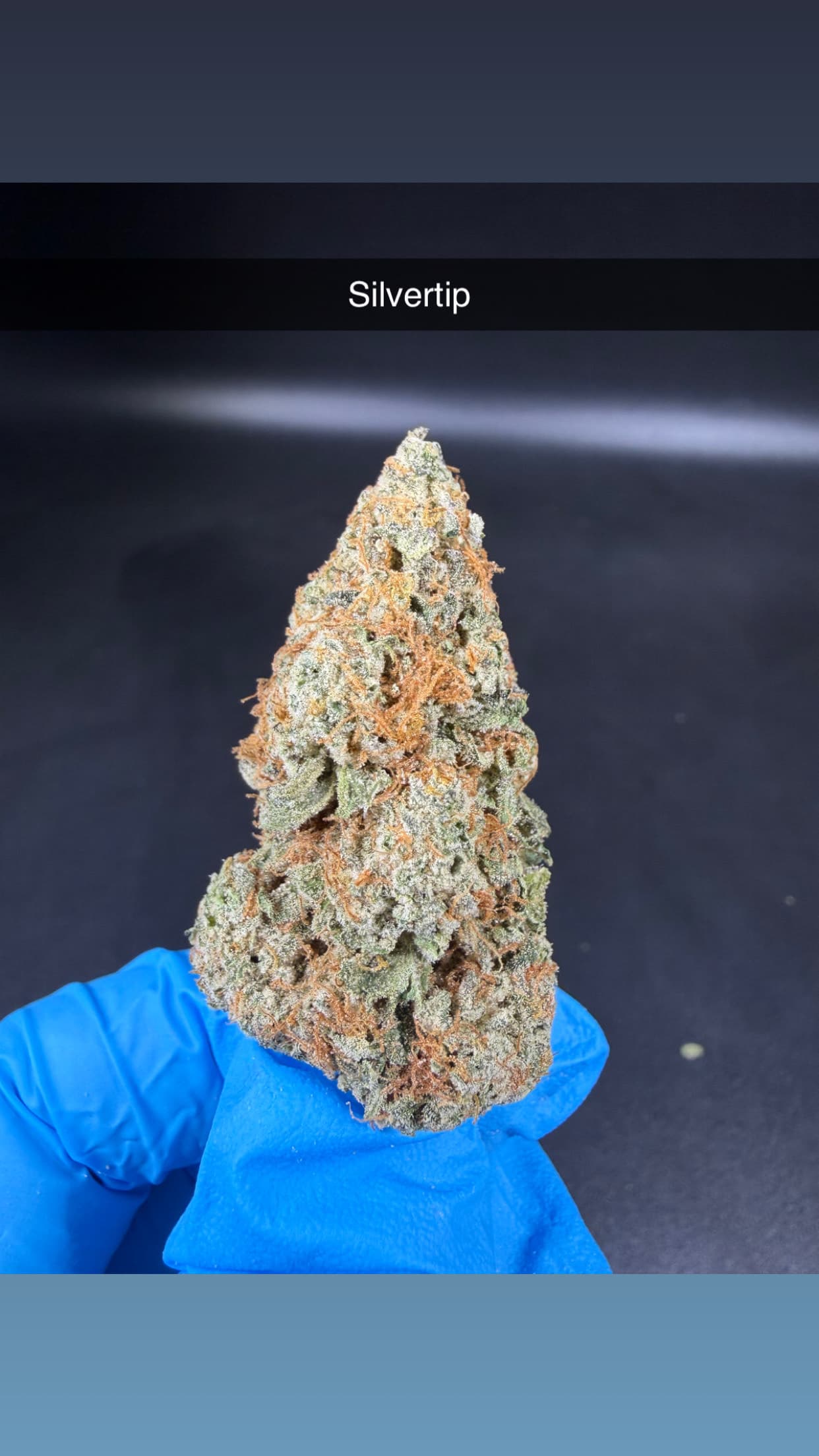 Buzz Genetics