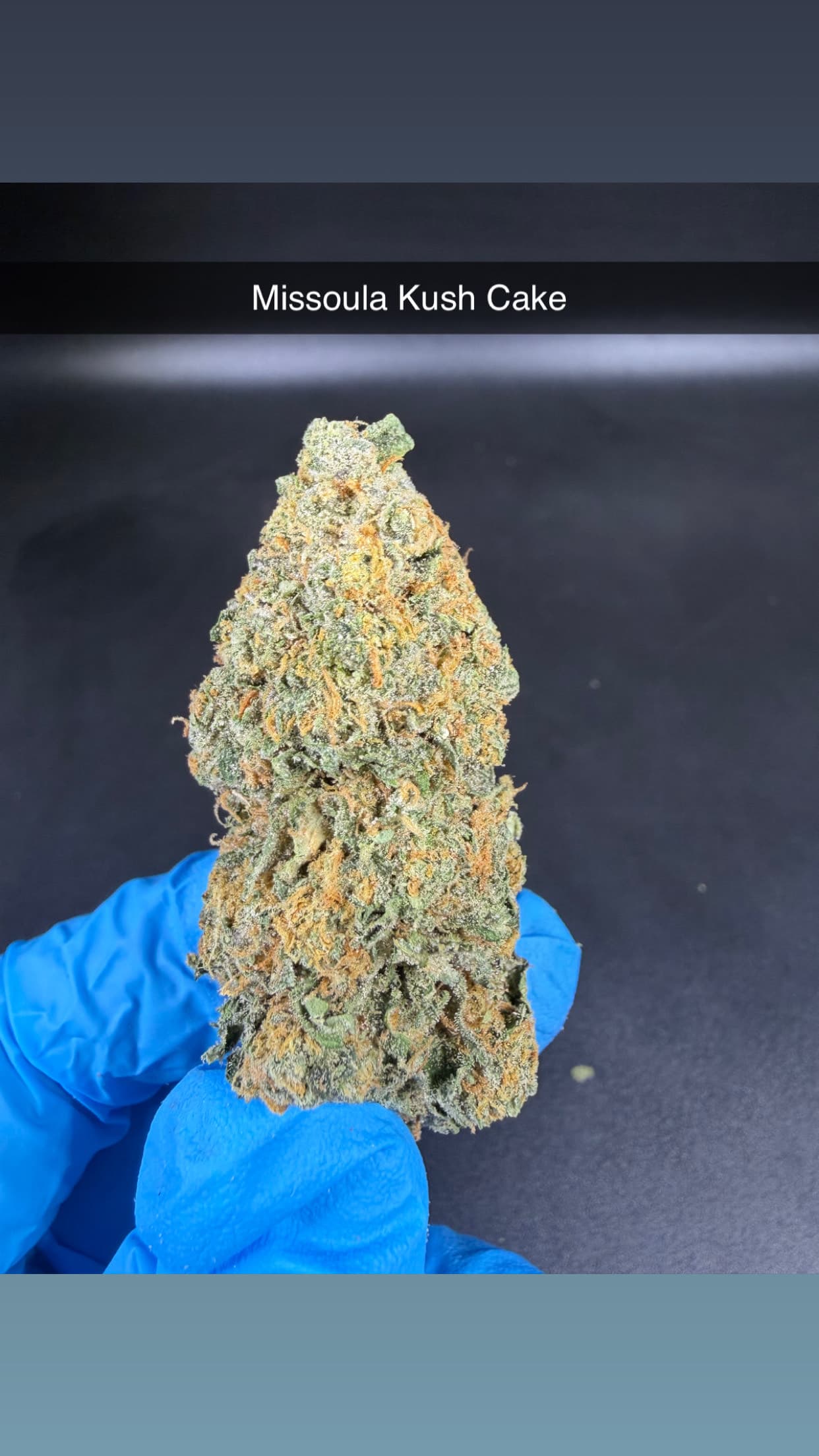 Buzz Genetics