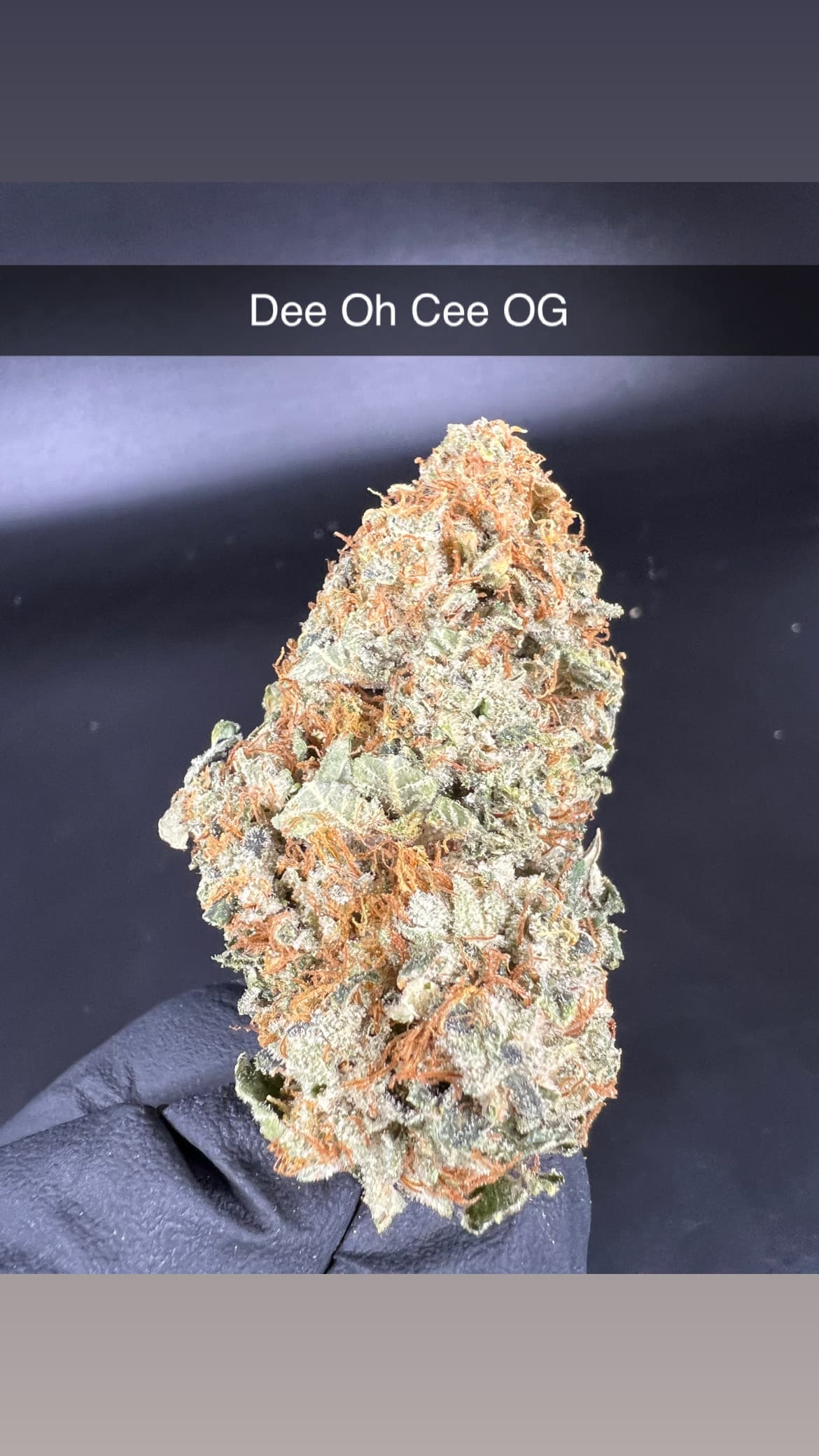 Buzz Genetics