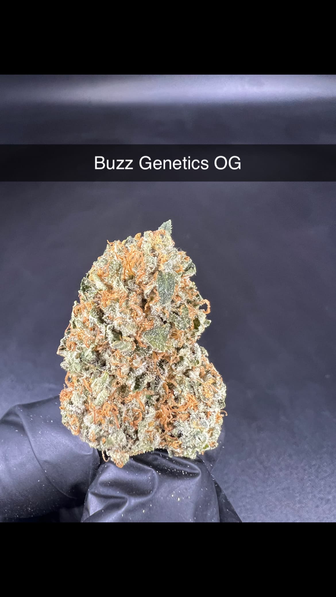 Buzz Genetics
