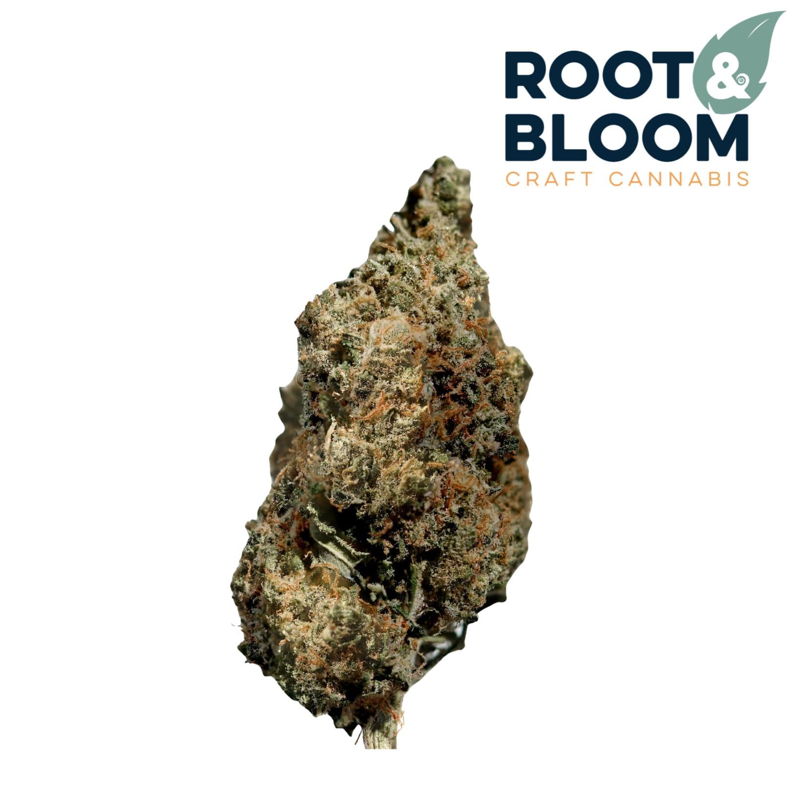 Root & Bloom