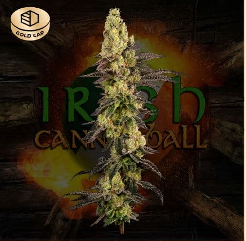 CommCan Irish Cannonball