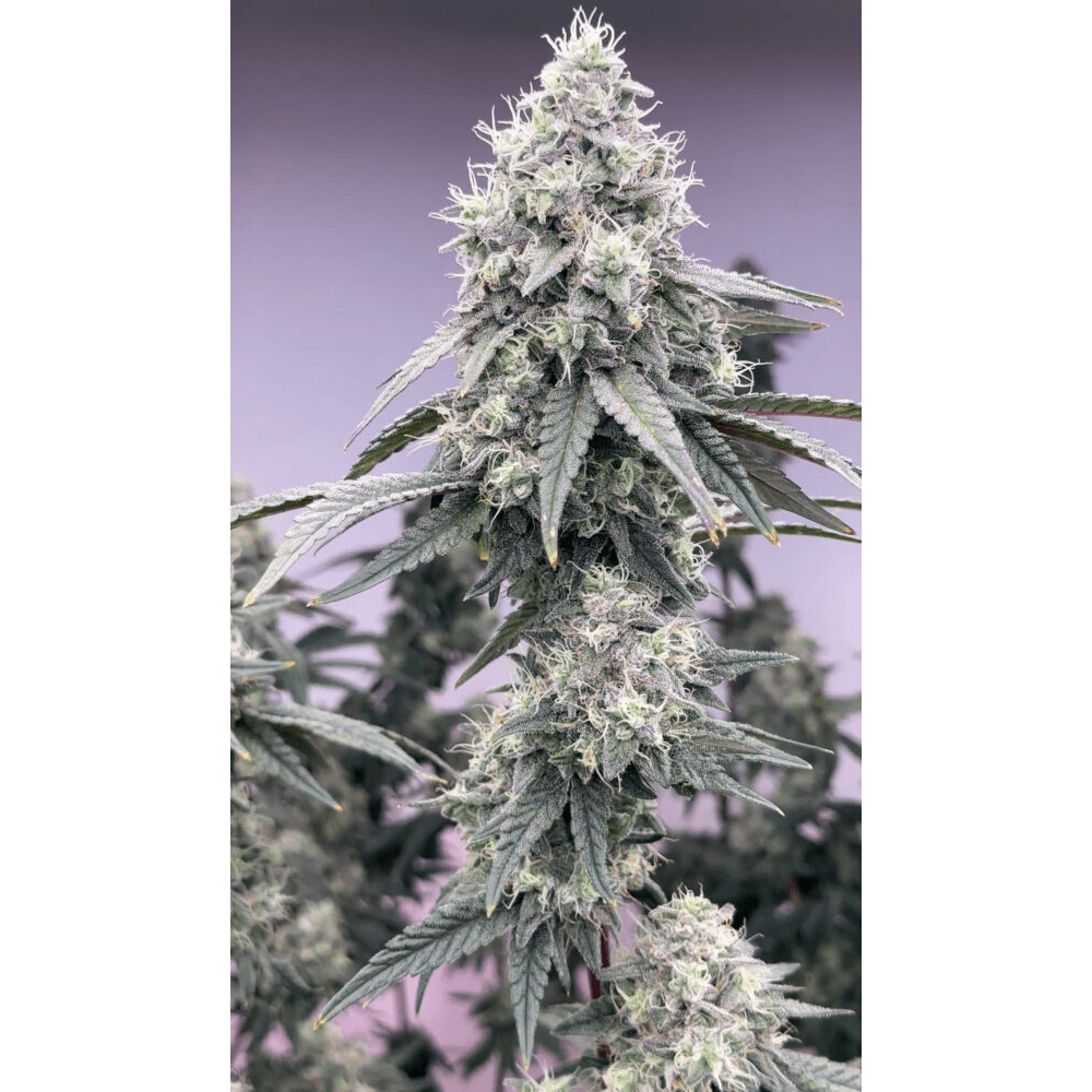 STONED COLD CANNABIS