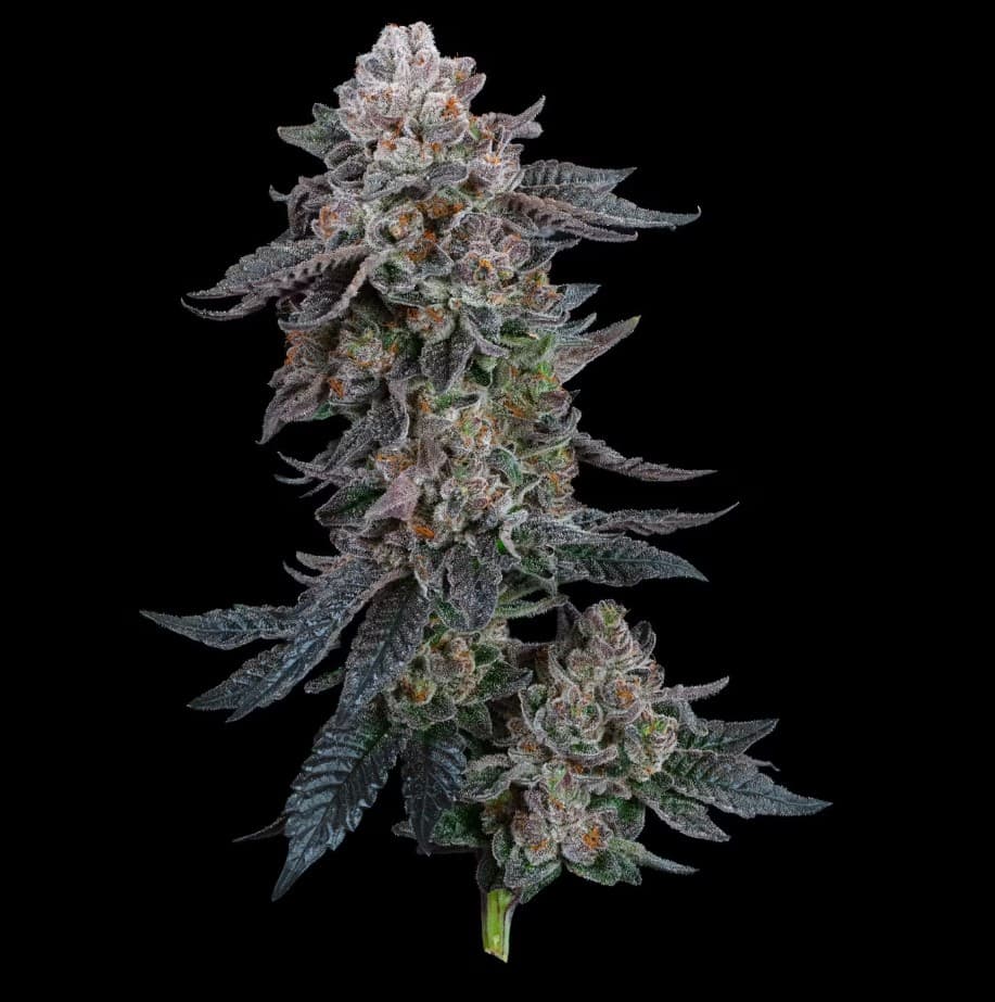 CommCan Gelato #41 x Dosidos
