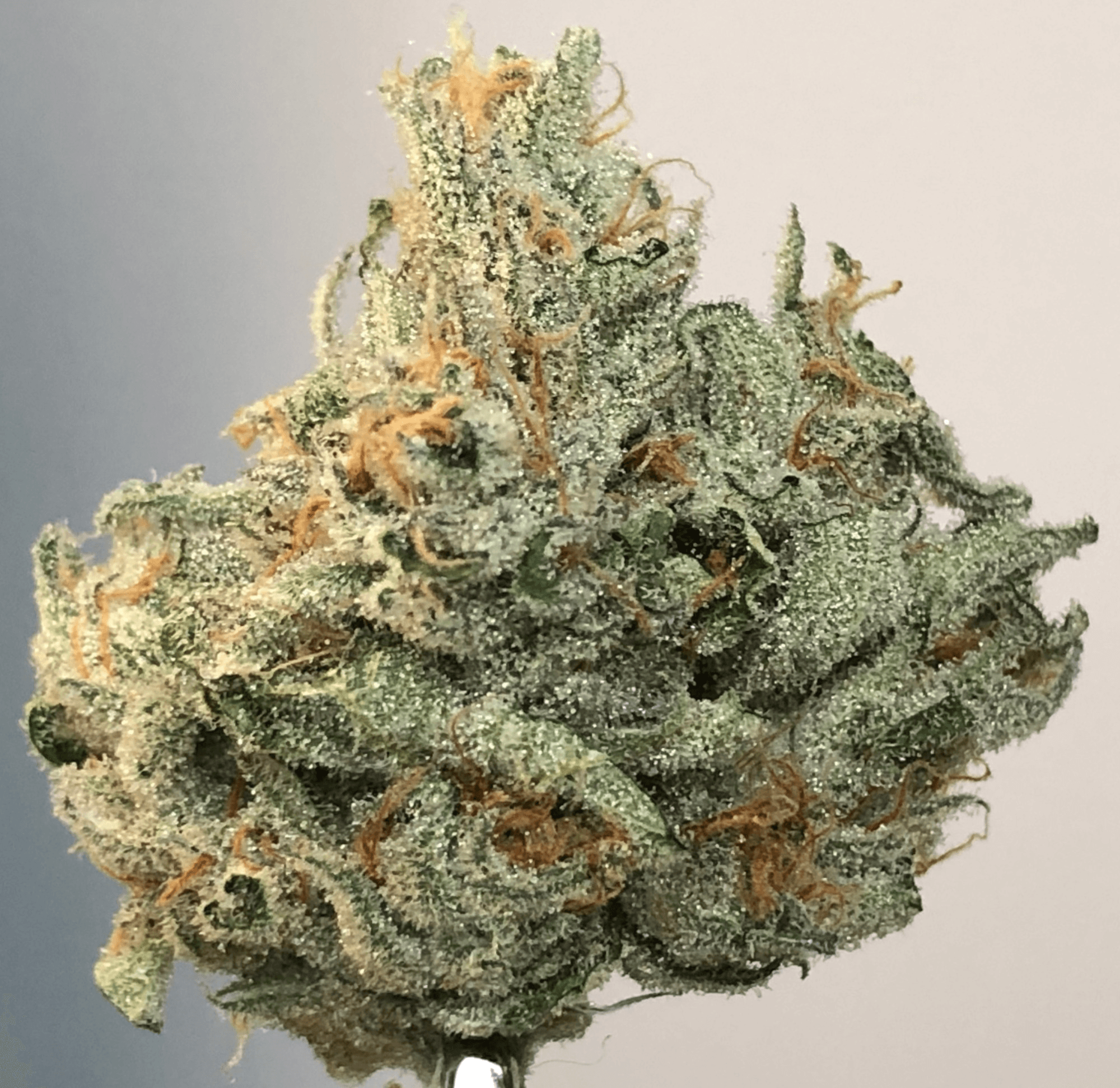 BAM Alaska Quantum Kush Flower