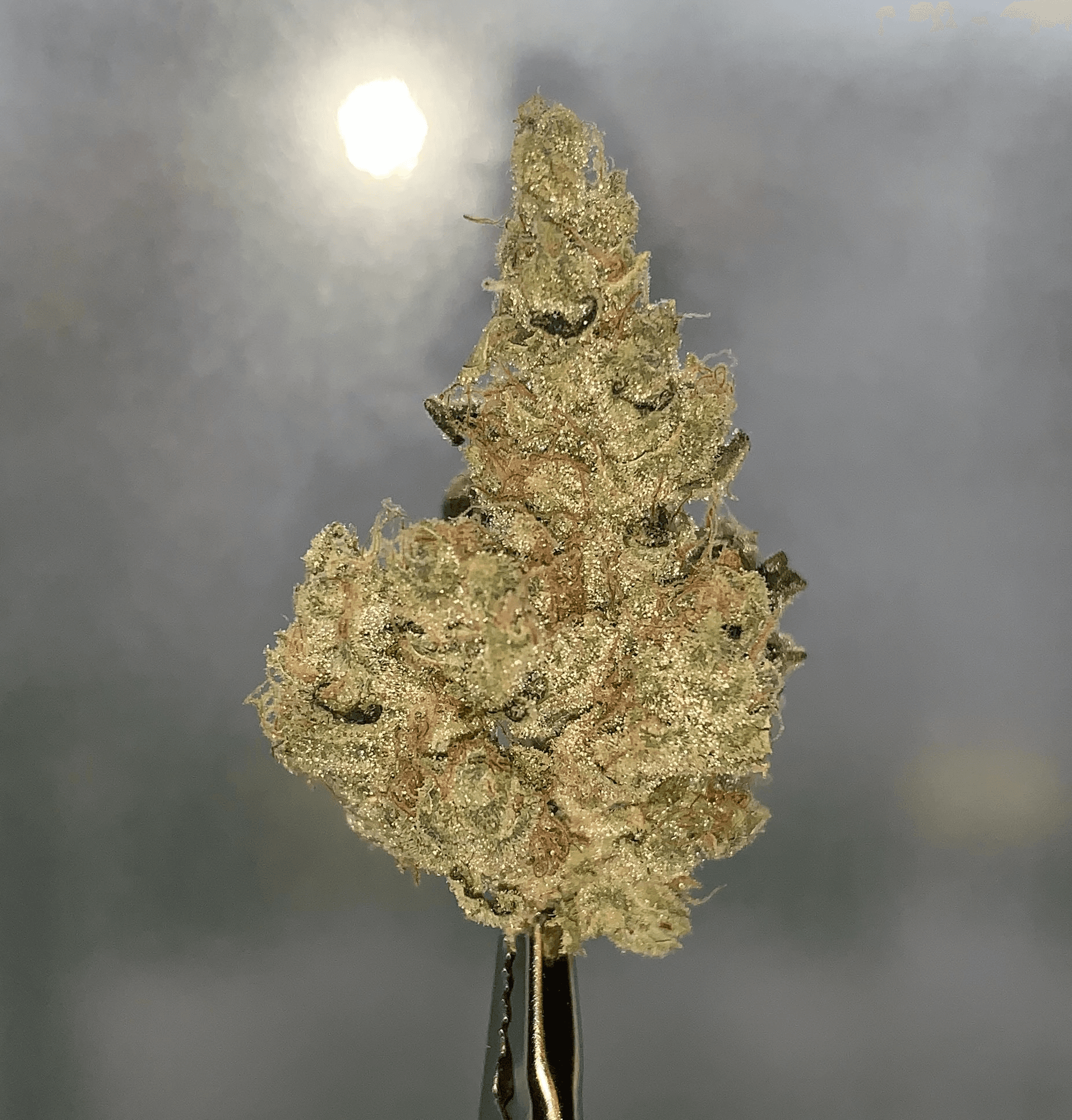 BAM Alaska Phatso Flower