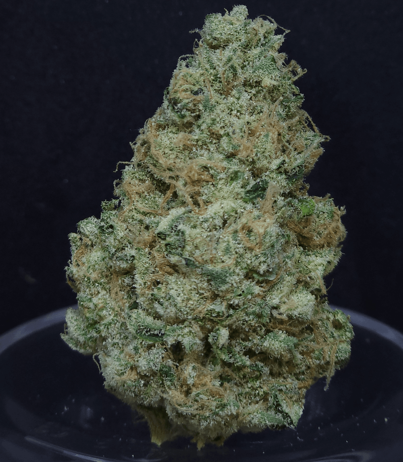 BAM Alaska PFD #10 Flower
