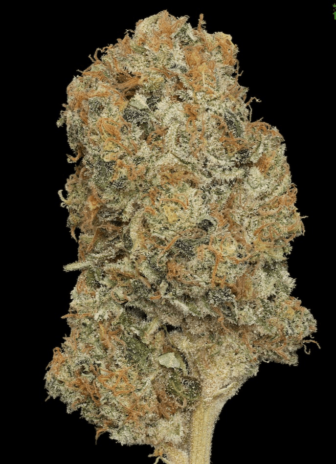 BAM Alaska Opie Dopie Flower