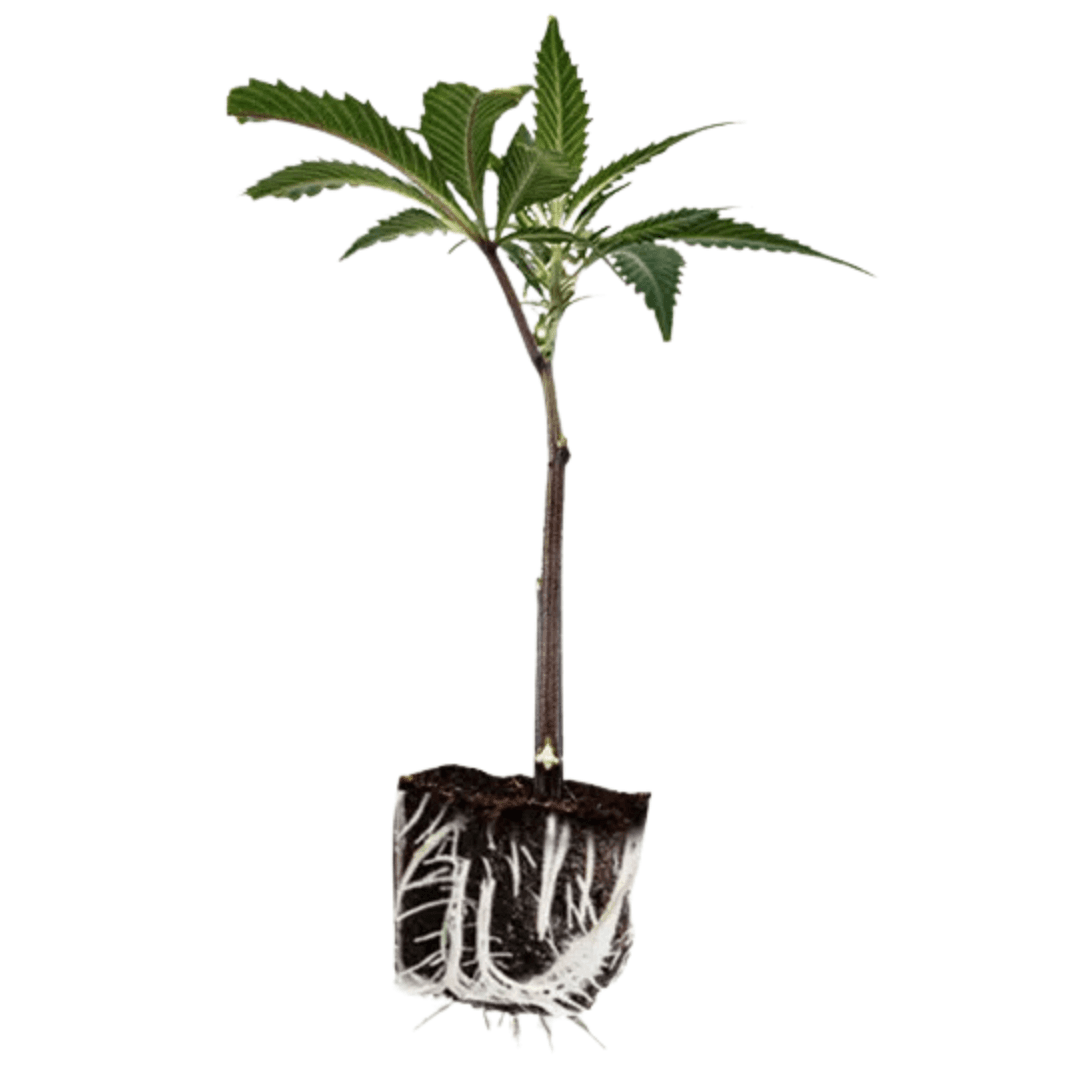 FLWR Pot Dark Rainbow Clone