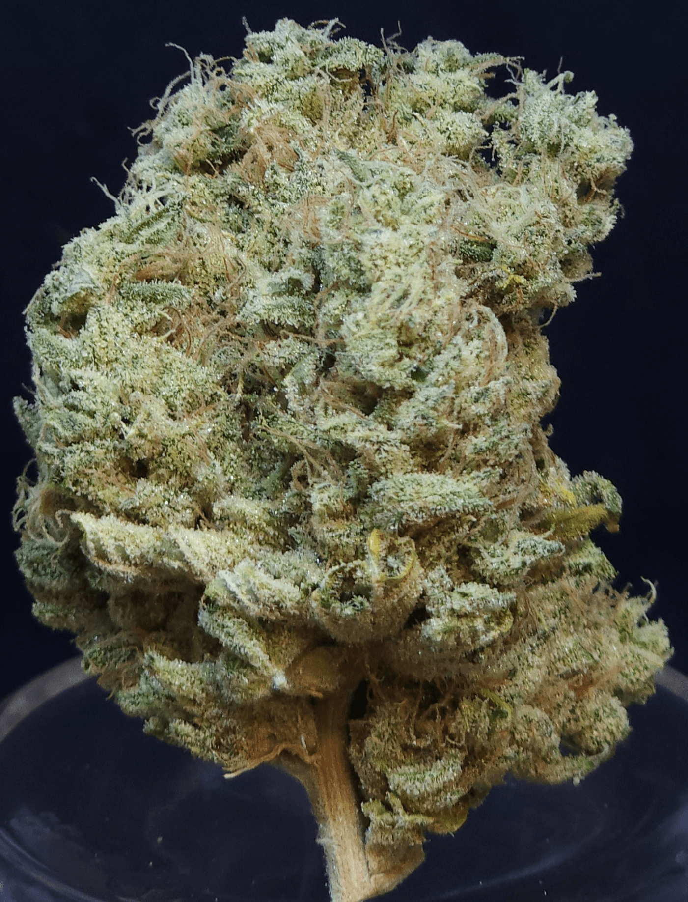 BAM Alaska Phat N' Nasty Flower