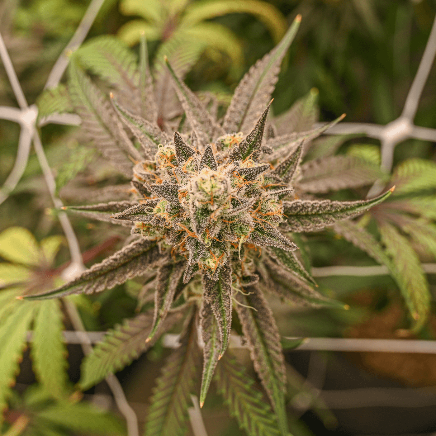 Hella Jelly - Premium Sungrown