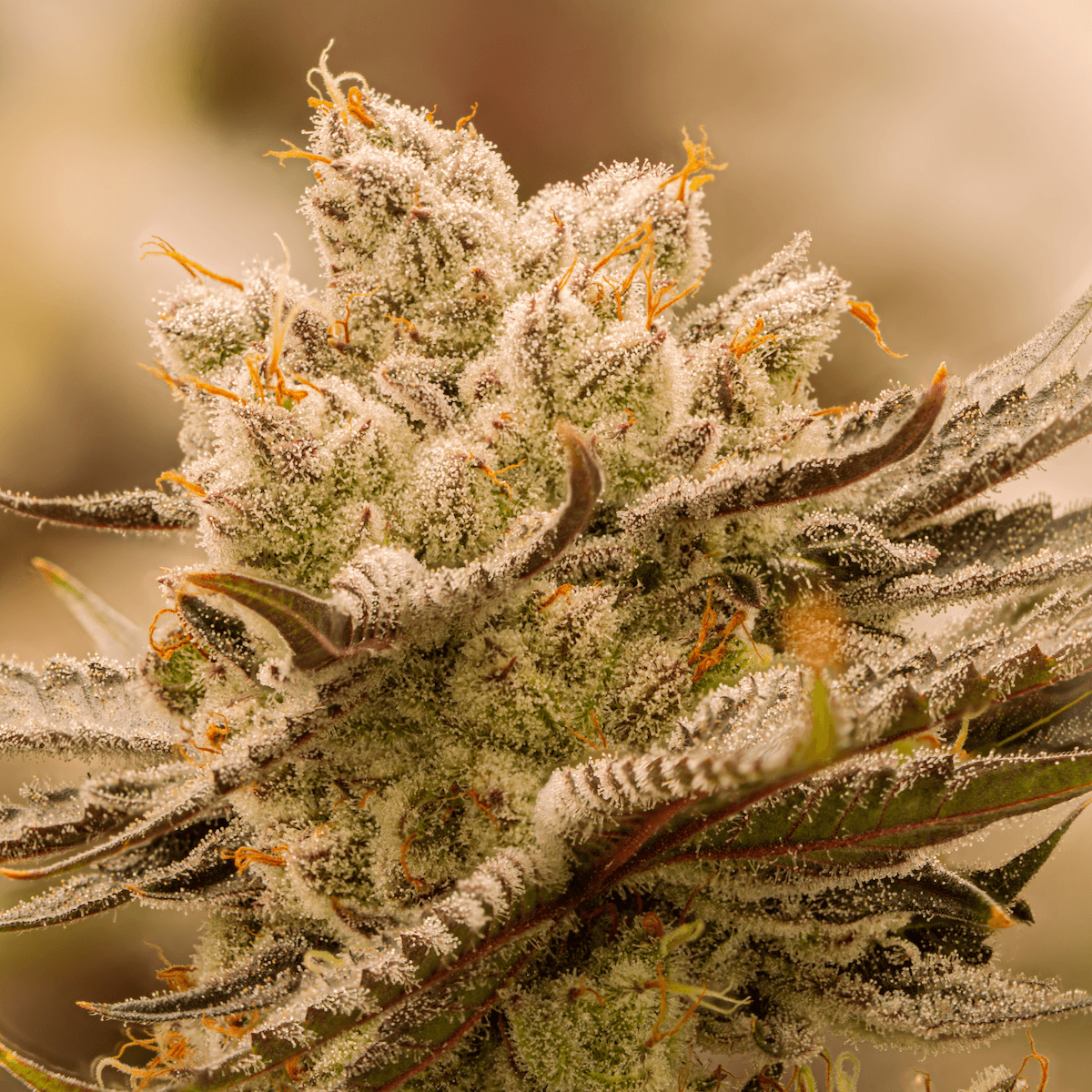 AGApoth Gary Poppins - Premium Sungrown