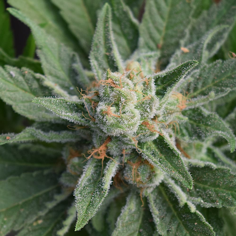 Maui Grown