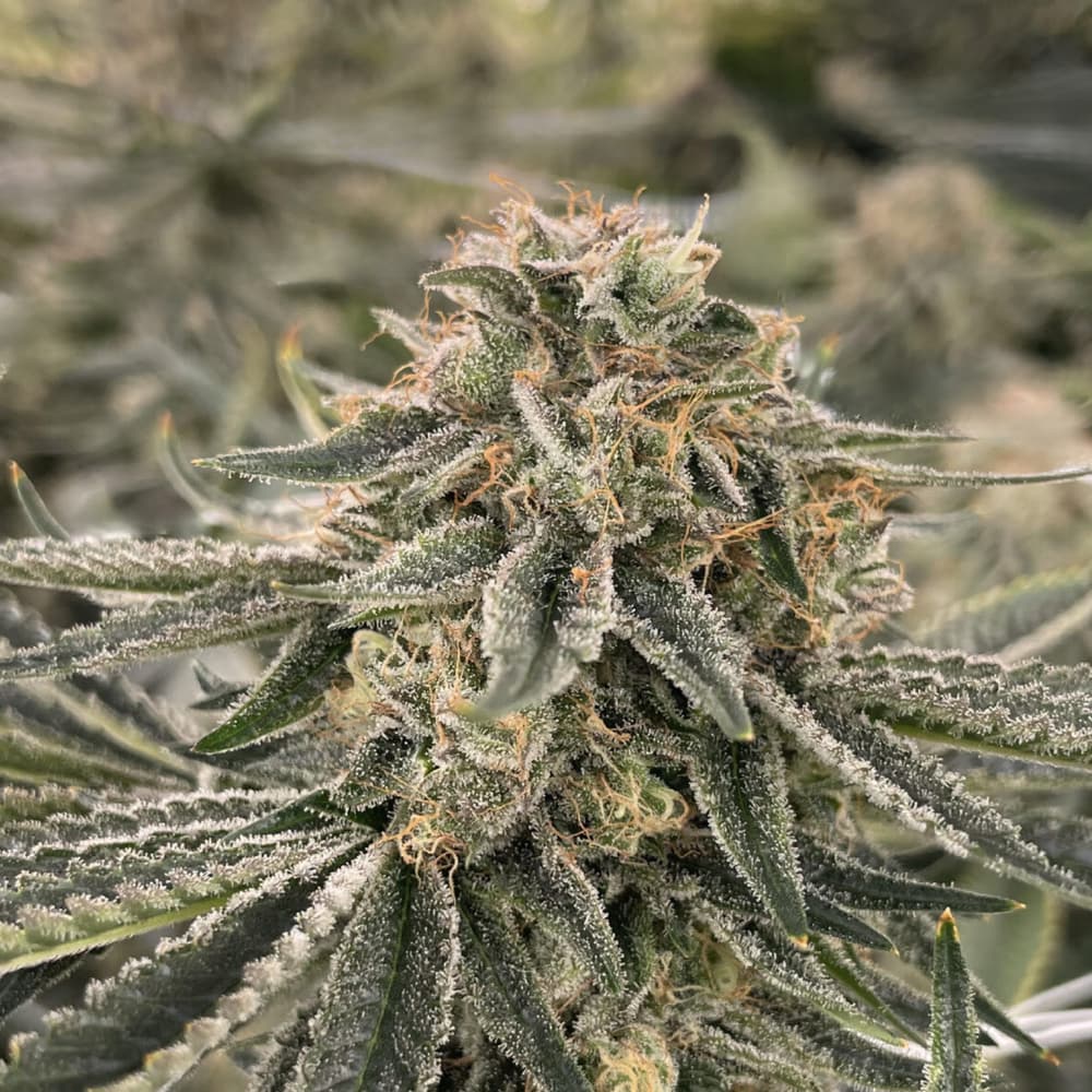 Maui Grown