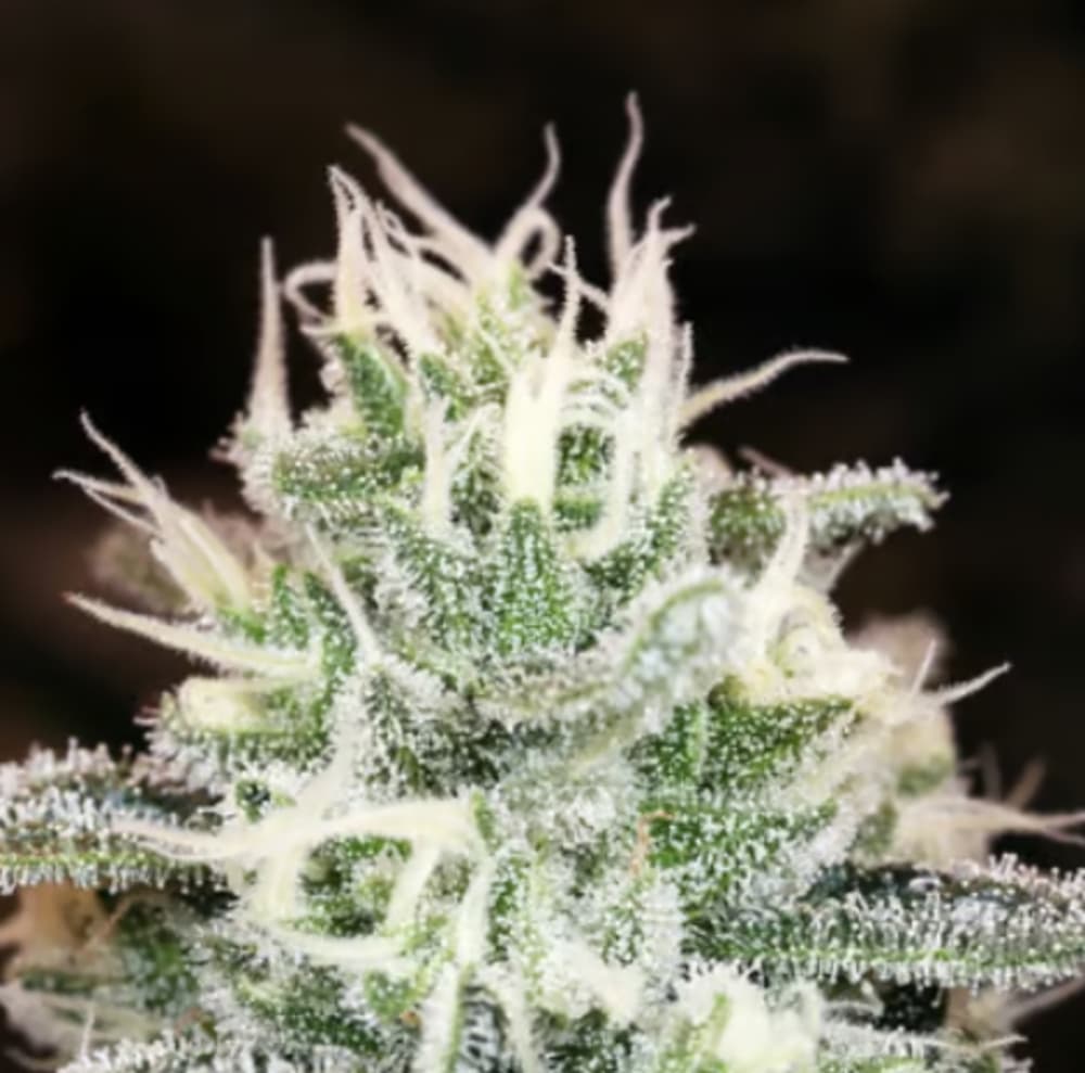 Maui Grown Huckleberry Diesel