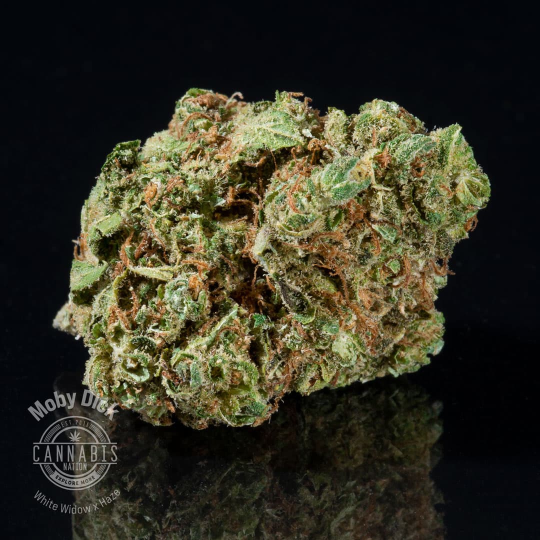 Cannabis Nation Flower | Moby Dick